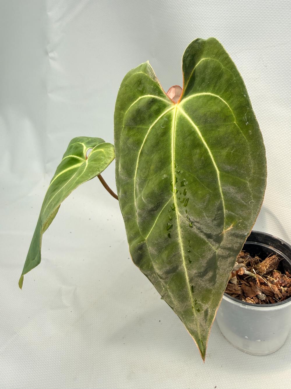 Anthurium Besseae hybrid
