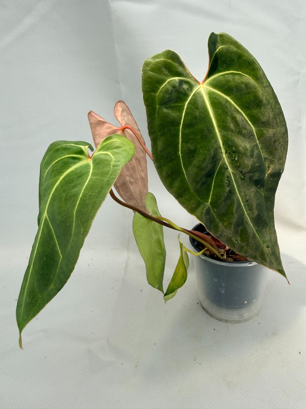 Anthurium Besseae hybrid