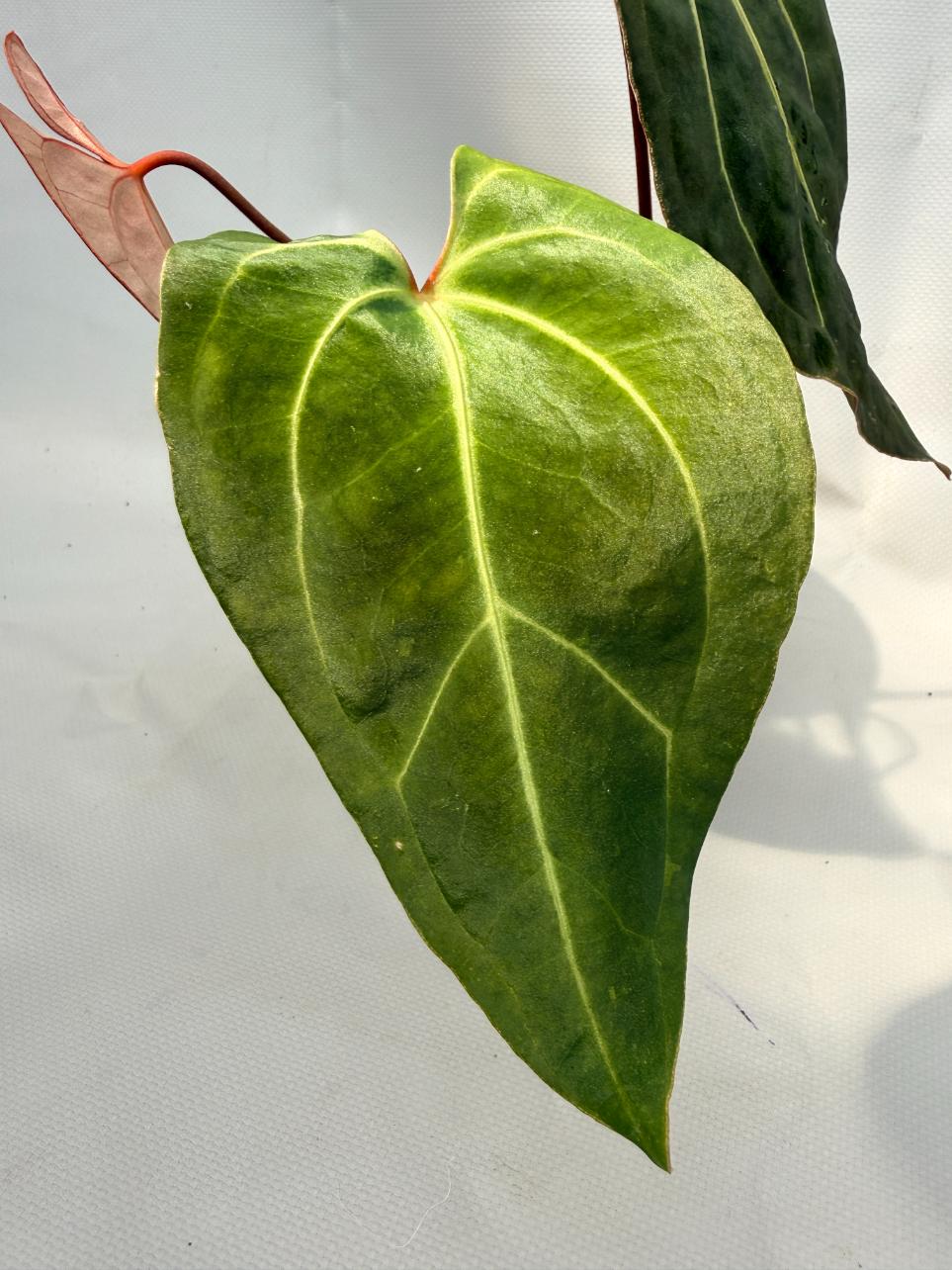 Anthurium Besseae hybrid