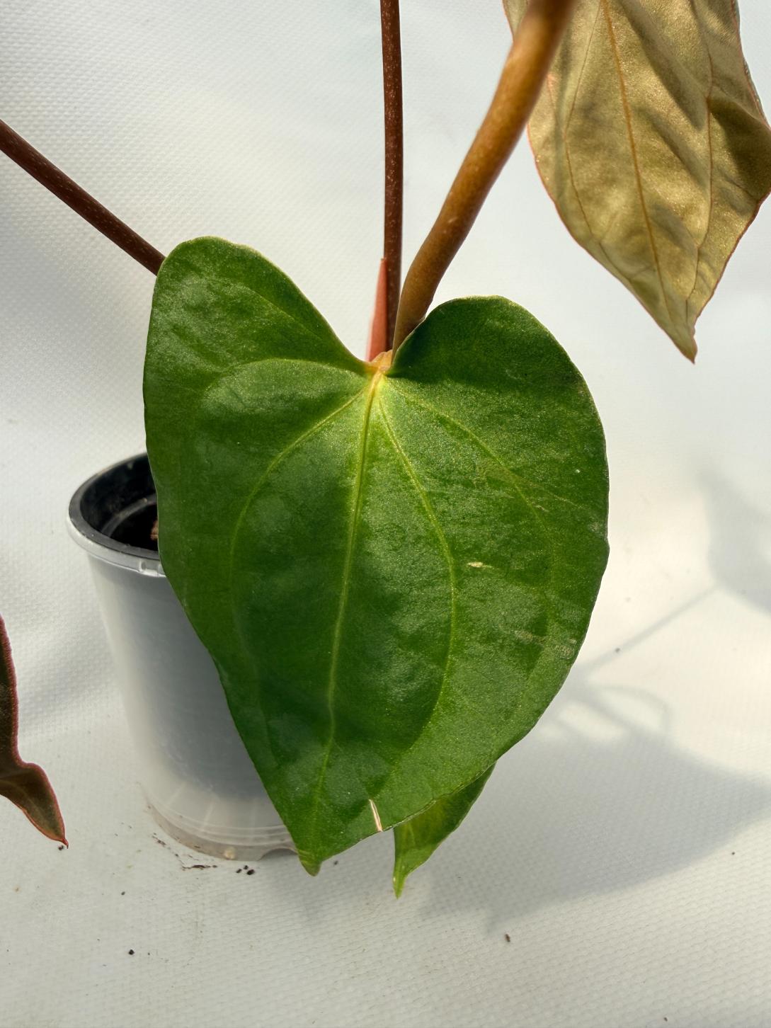 Anthurium Besseae hybrid