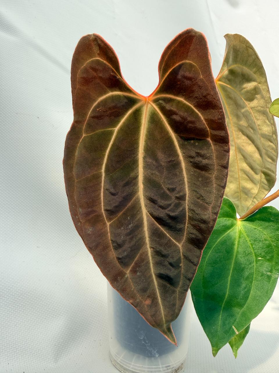 Anthurium Besseae hybrid