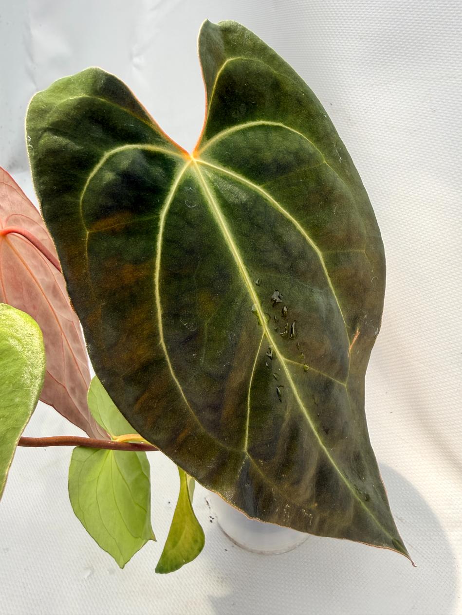Anthurium Besseae hybrid
