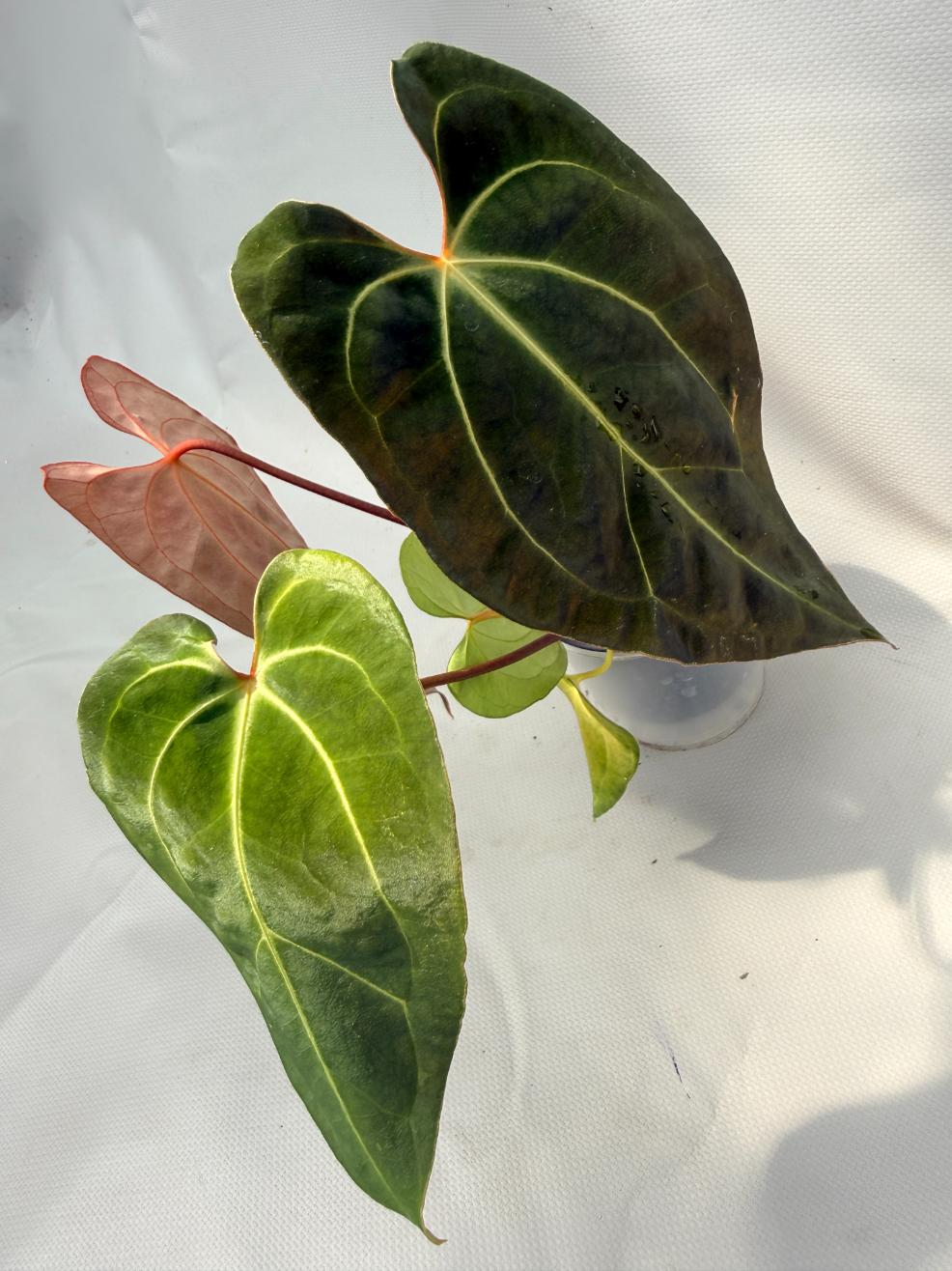 Anthurium Besseae hybrid