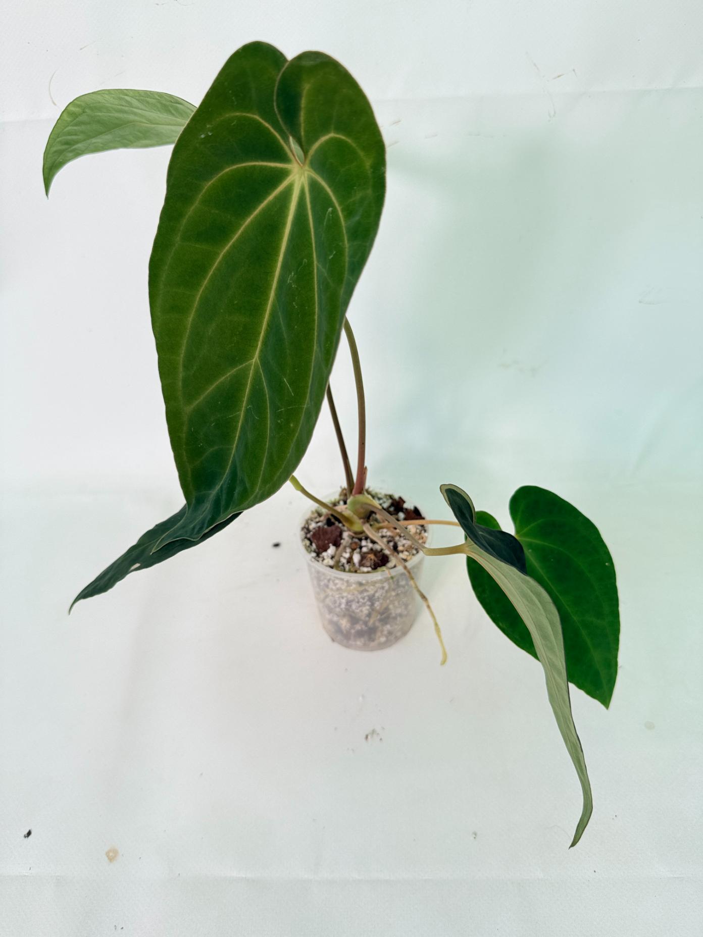 Anthurium Besseae hybrid 09