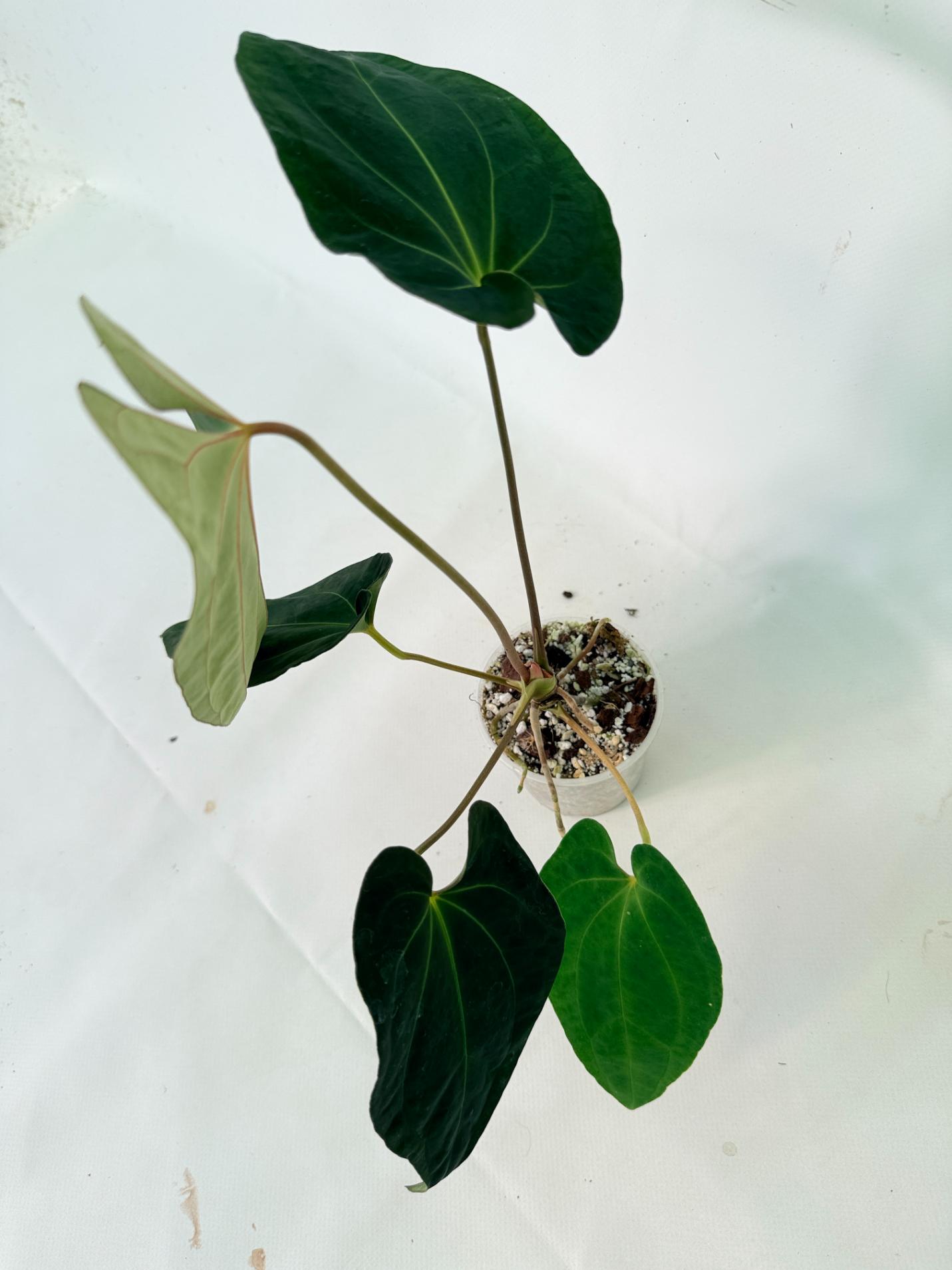 Anthurium Besseae hybrid 10