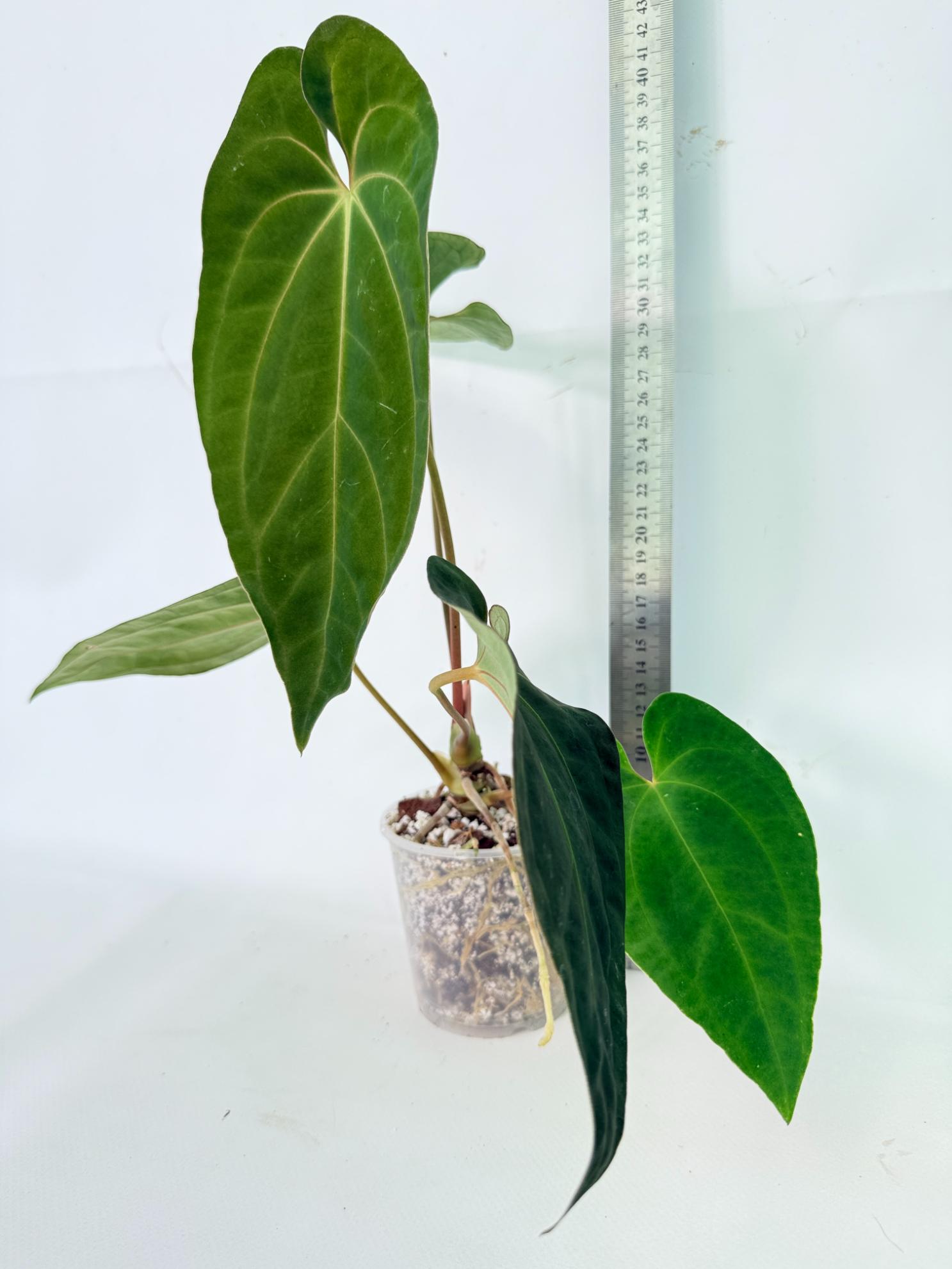 Anthurium Besseae hybrid 03