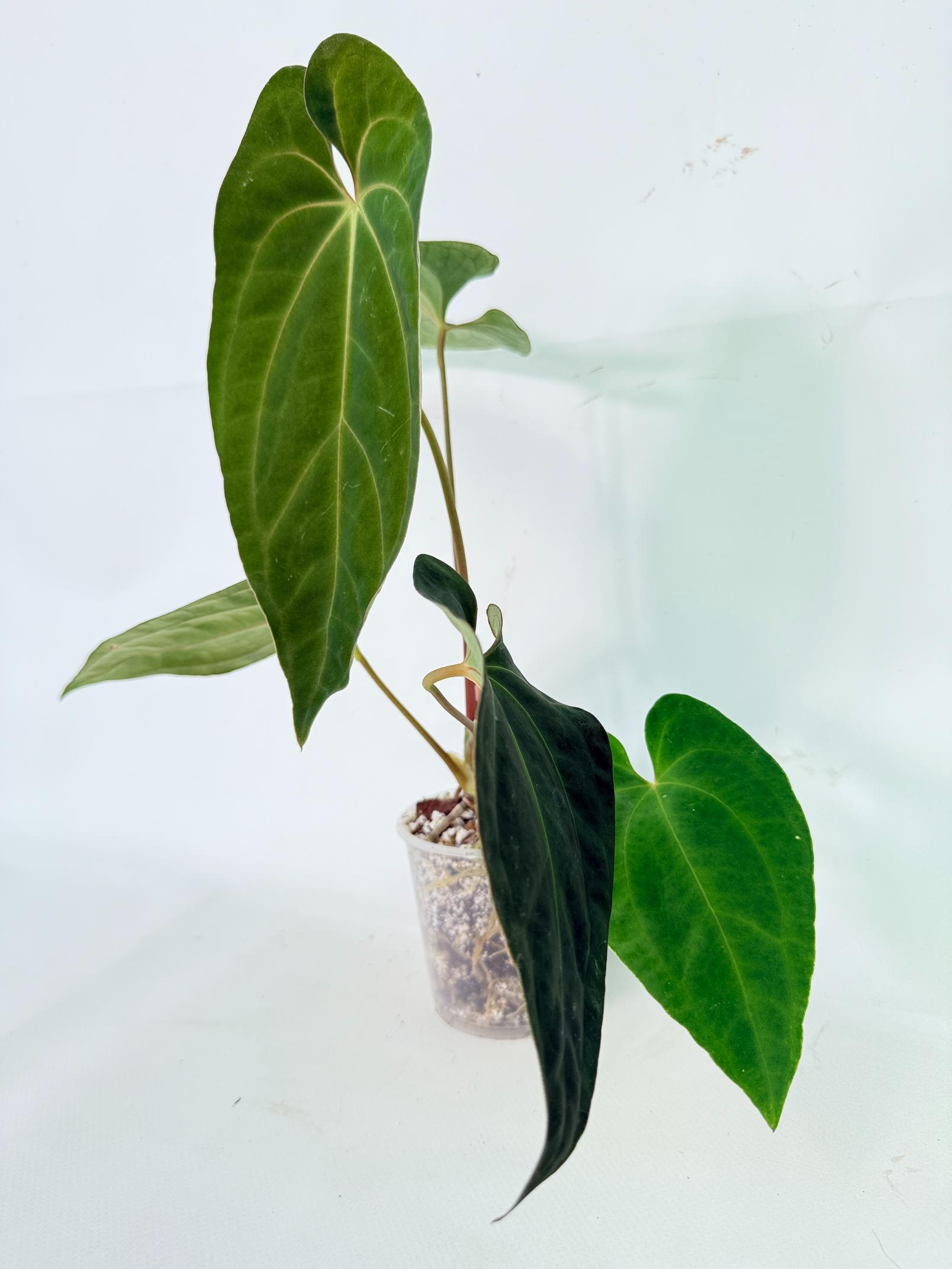 Anthurium Besseae hybrid 01