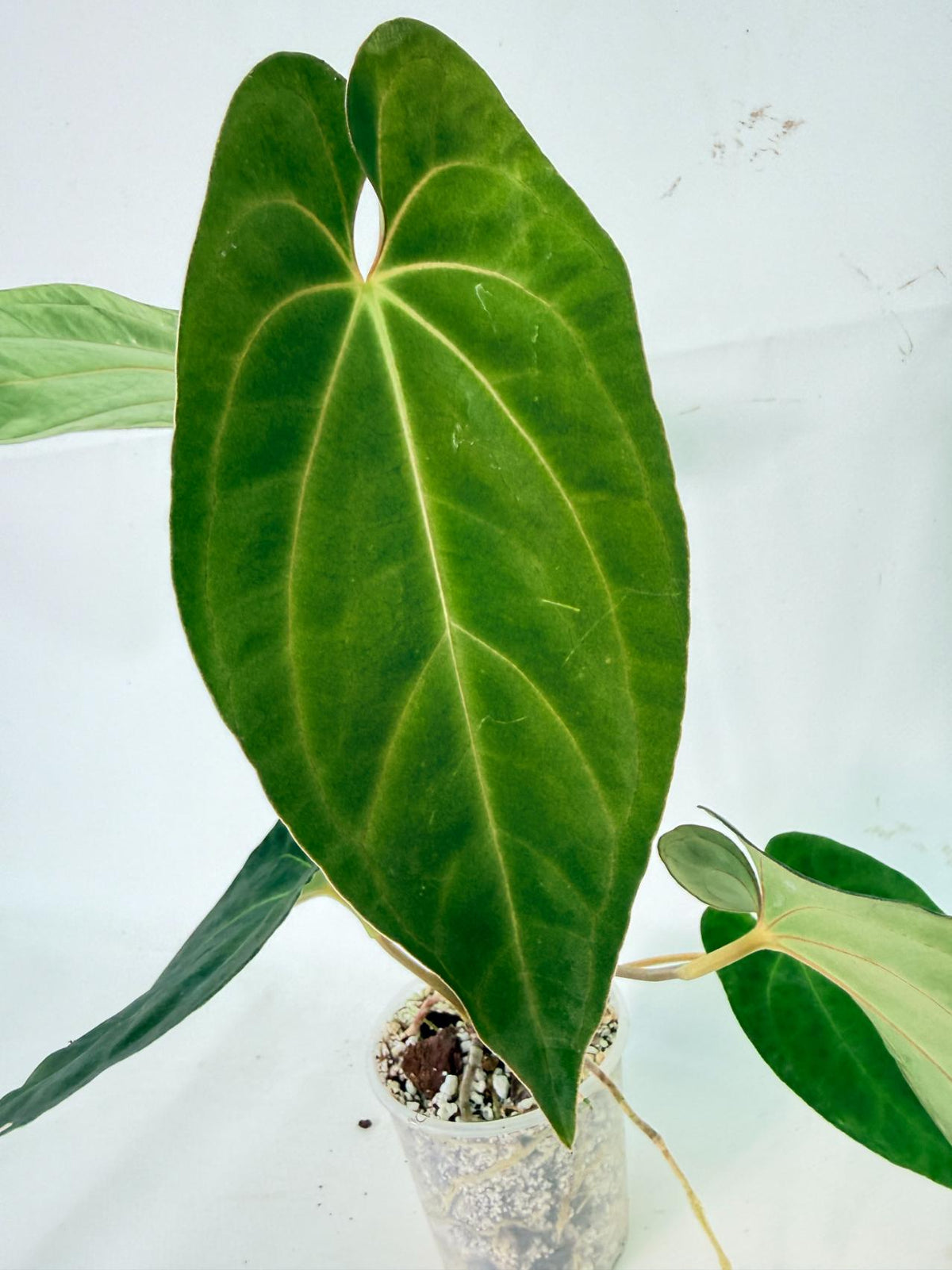 Anthurium Besseae hybrid 04