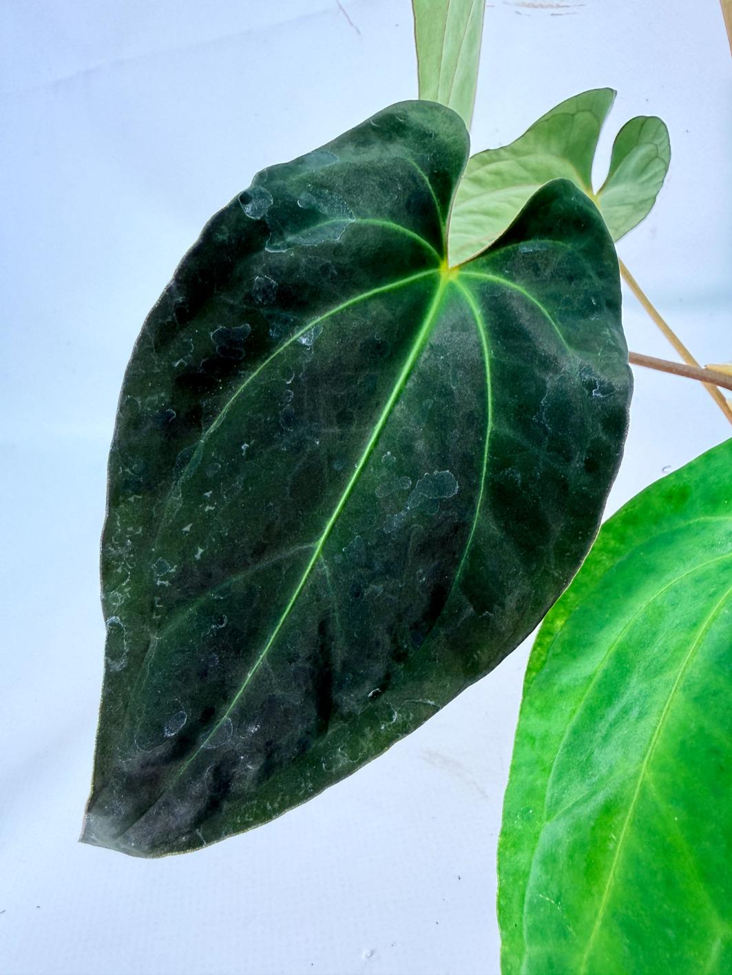 Anthurium Besseae hybrid 05