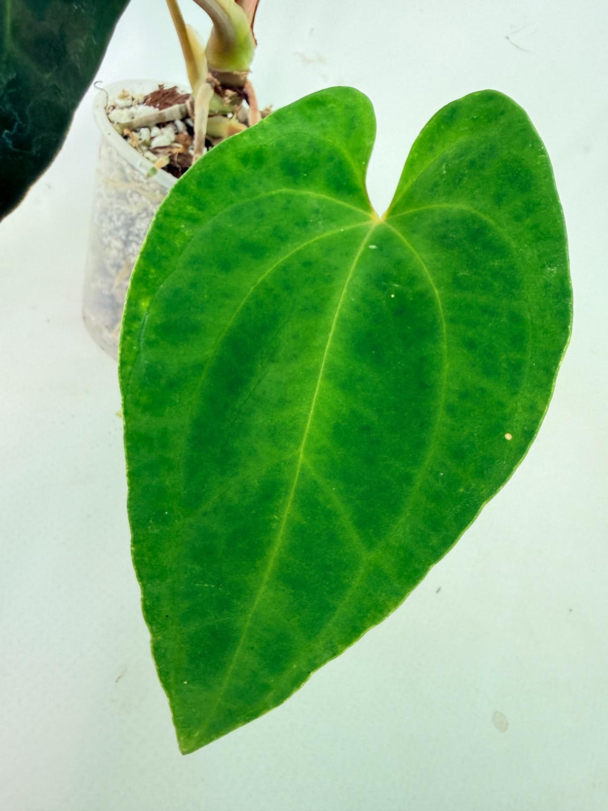 Anthurium Besseae hybrid 06
