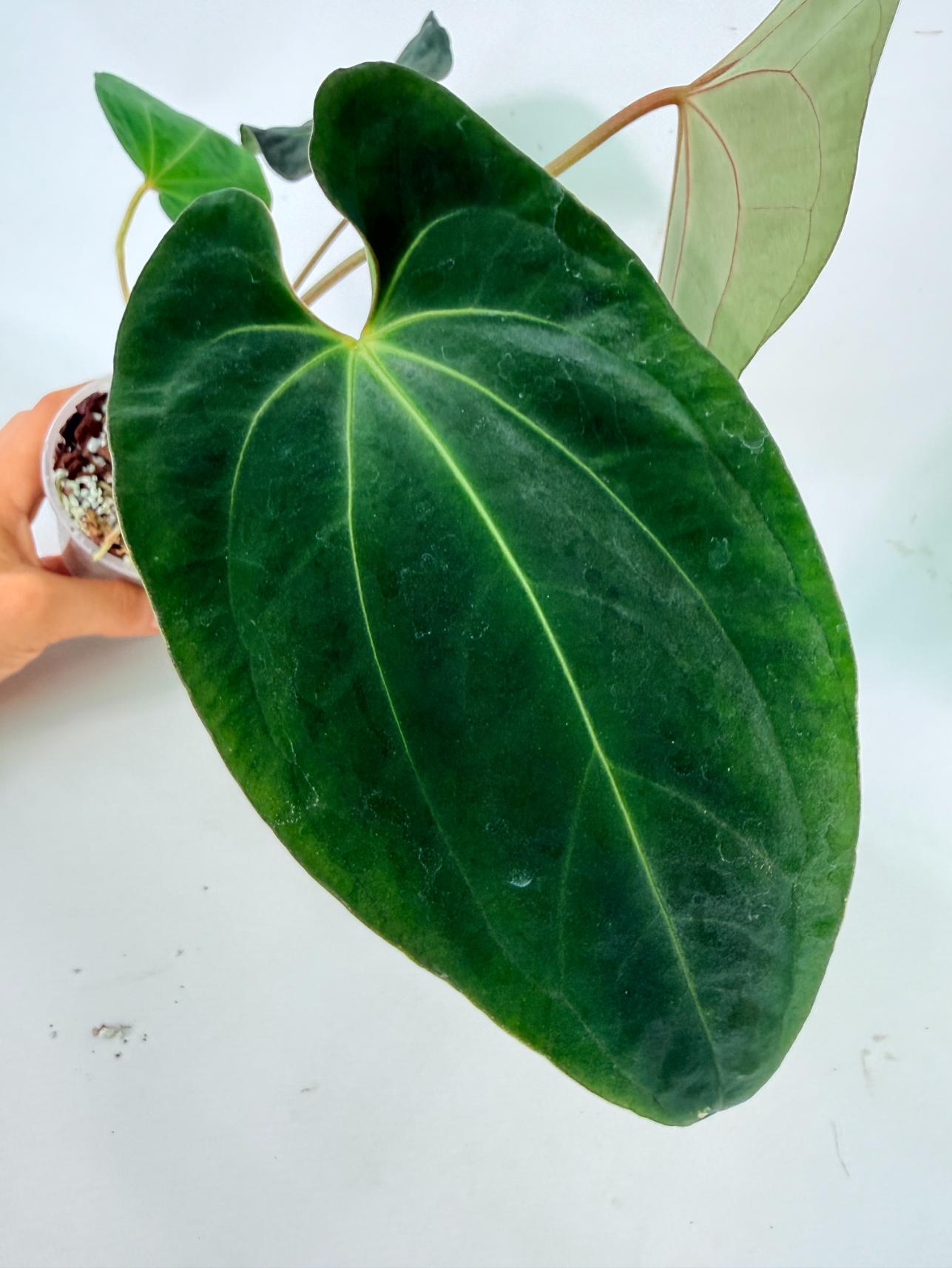 Anthurium Besseae hybrid 07