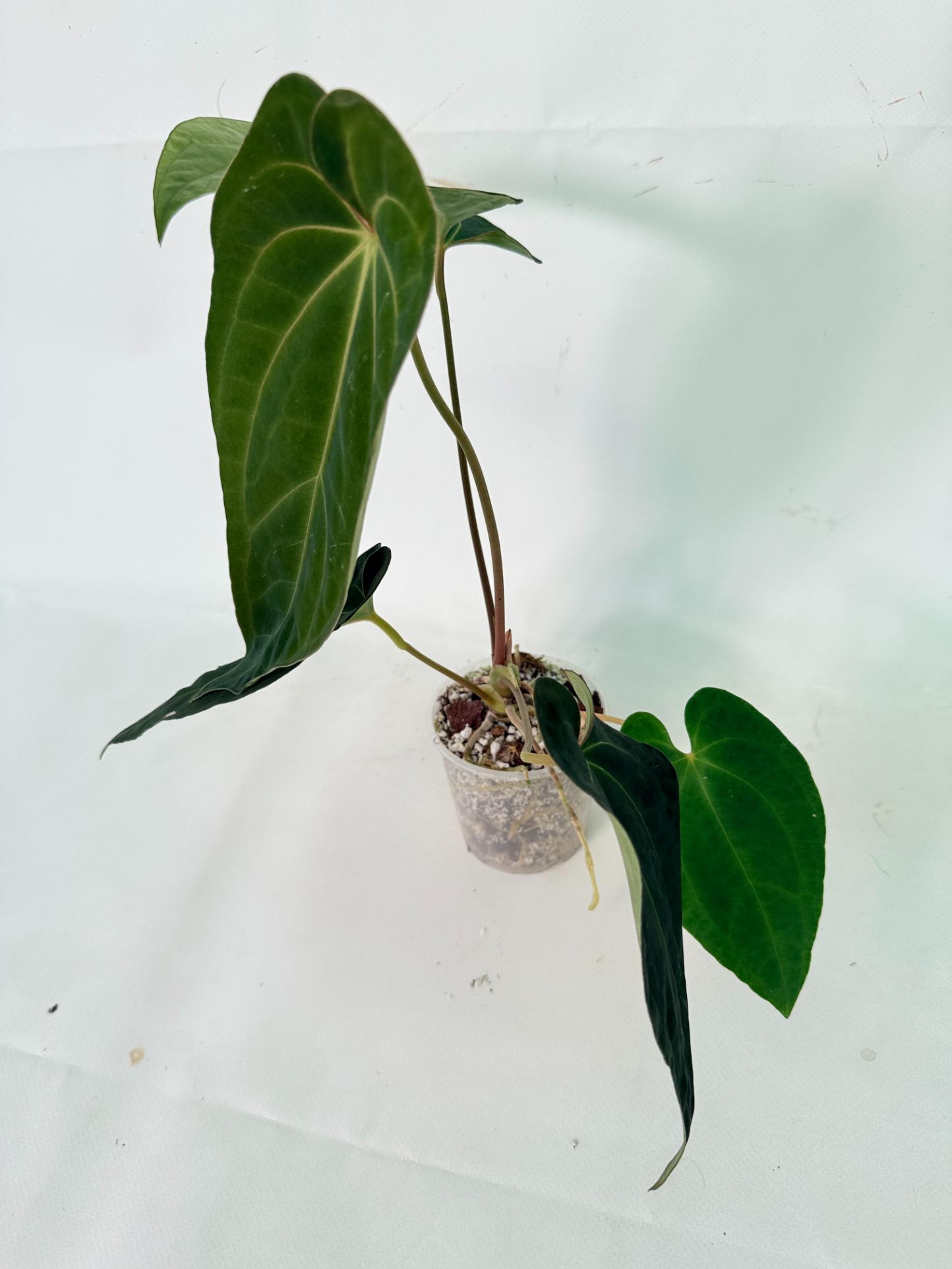 Anthurium Besseae hybrid 08