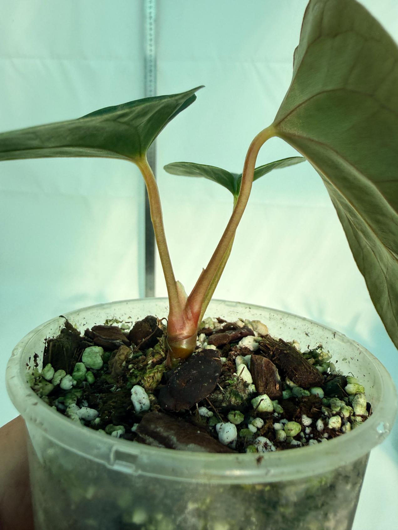 Anthurium Black Magic 8