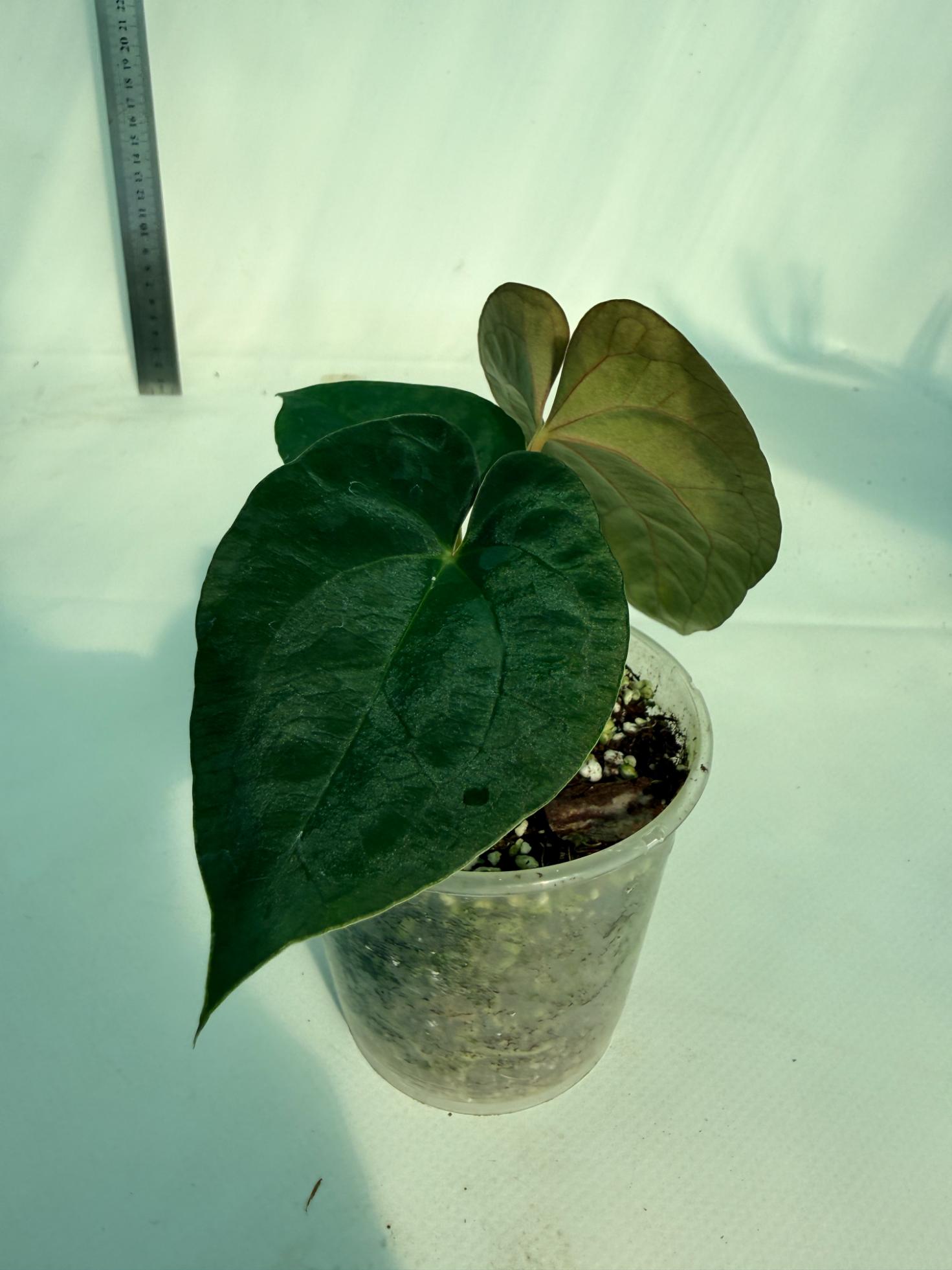 Anthurium Black Magic 6