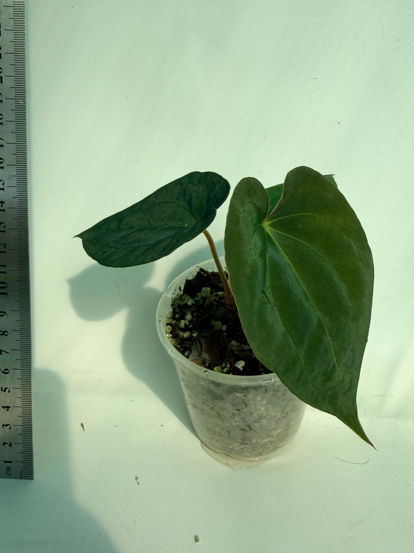 Anthurium Black Magic 3