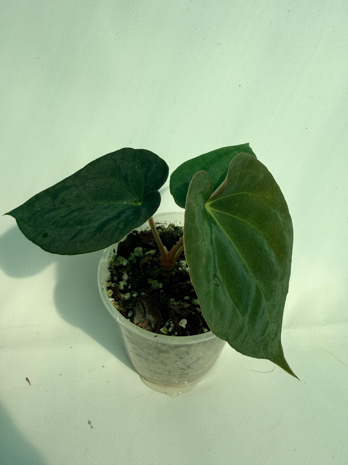 Anthurium Black Magic 1