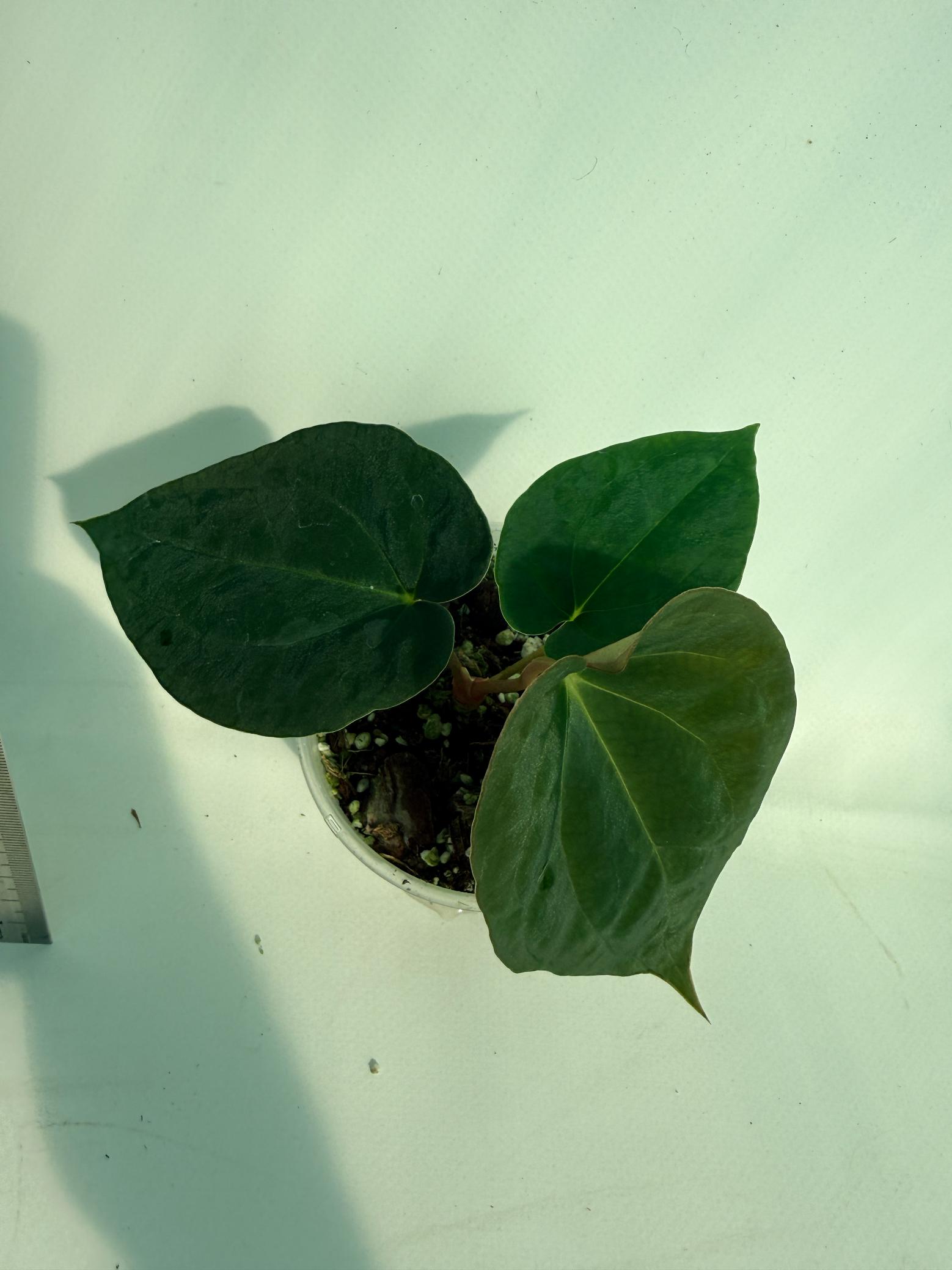 Anthurium Black Magic 4