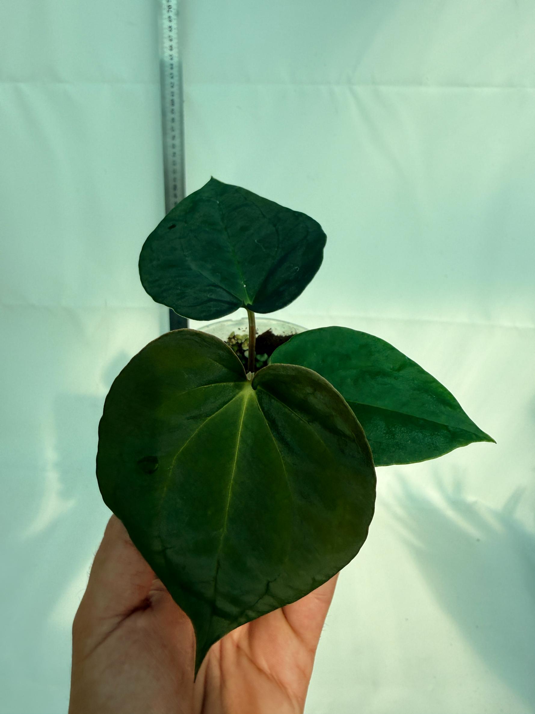 Anthurium Black Magic 2