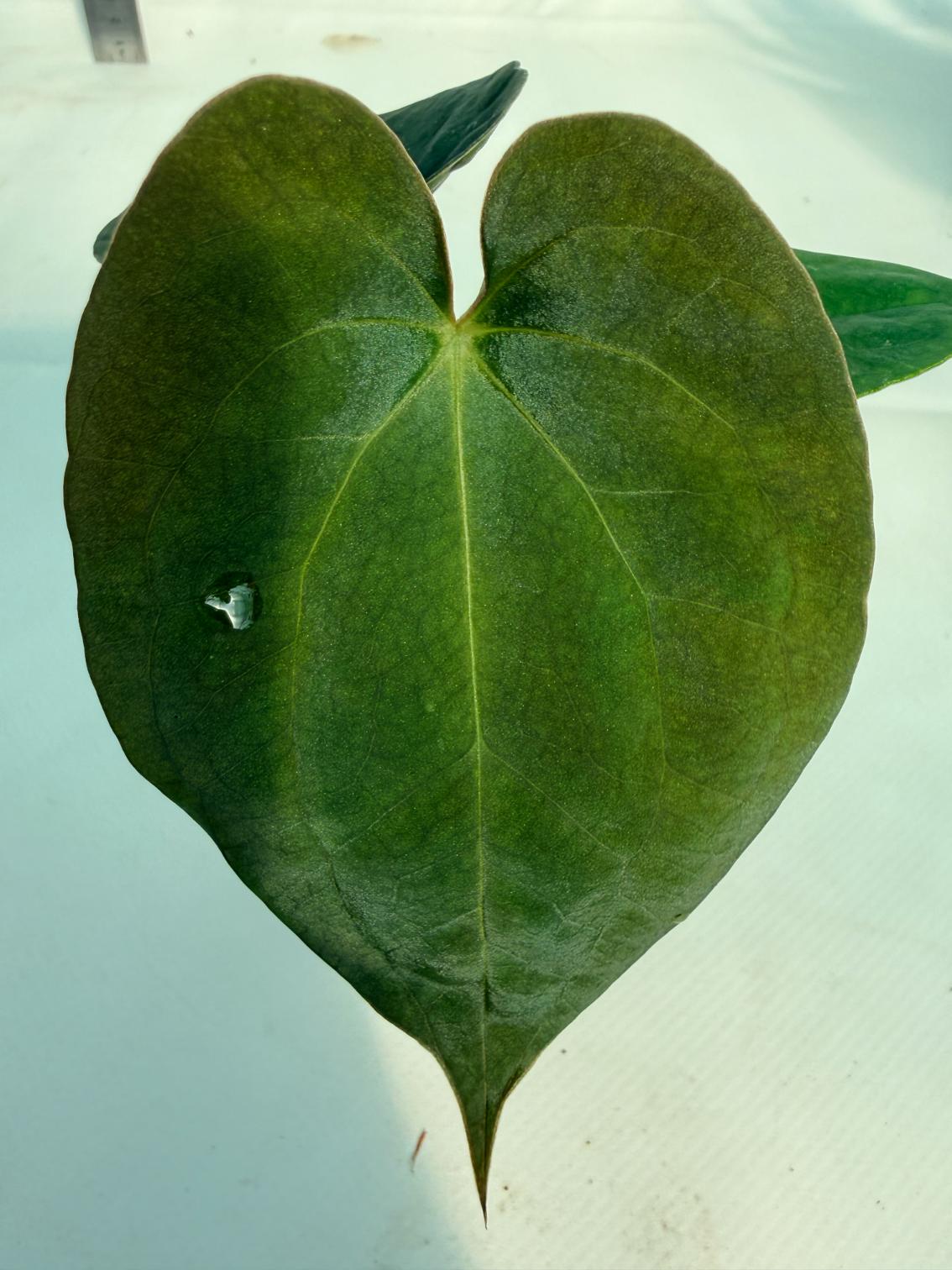 Anthurium Black Magic 5