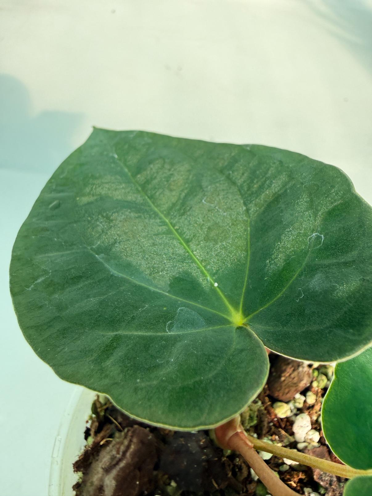 Anthurium Black Magic 7