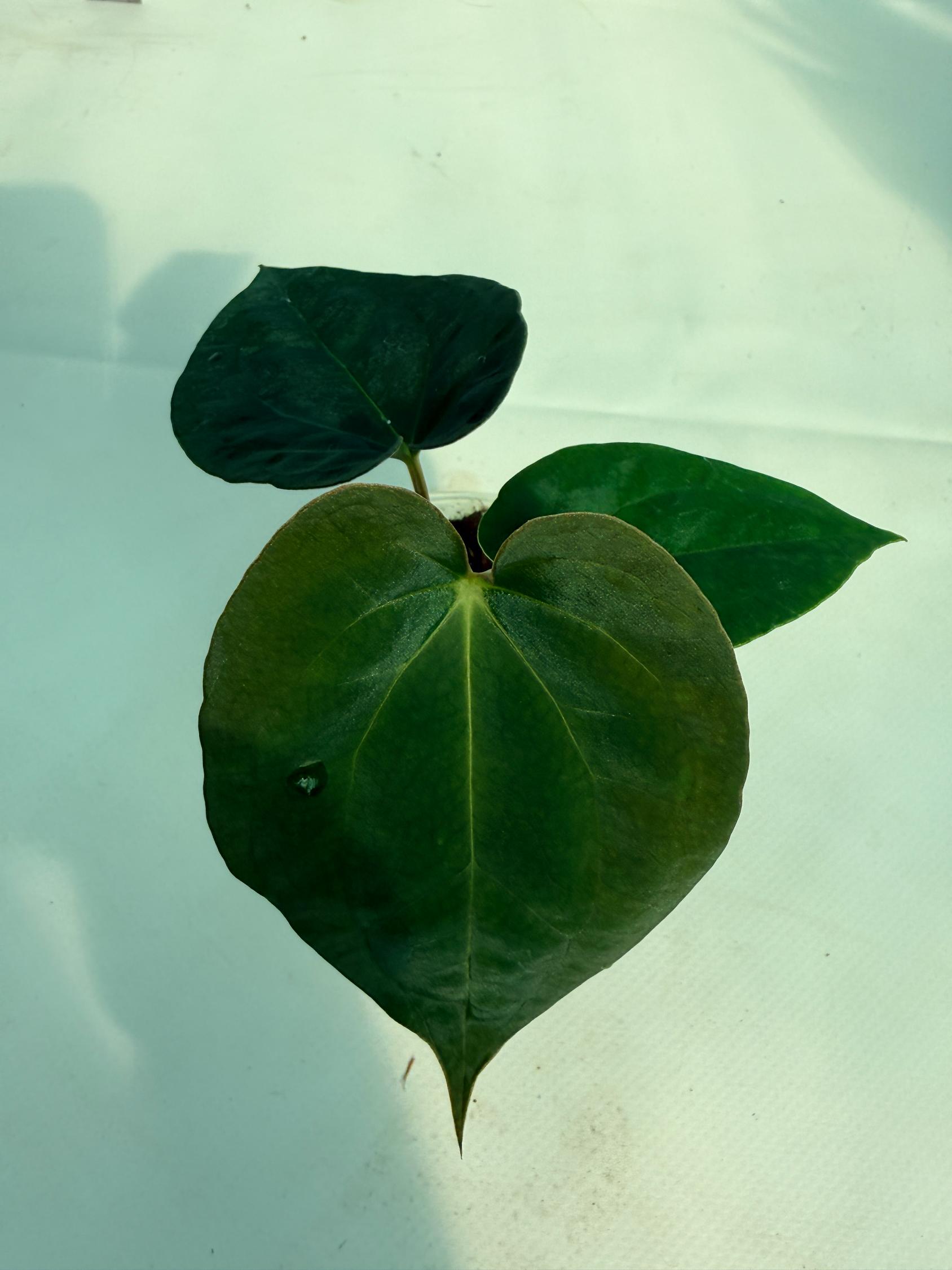 Anthurium Black Magic 9