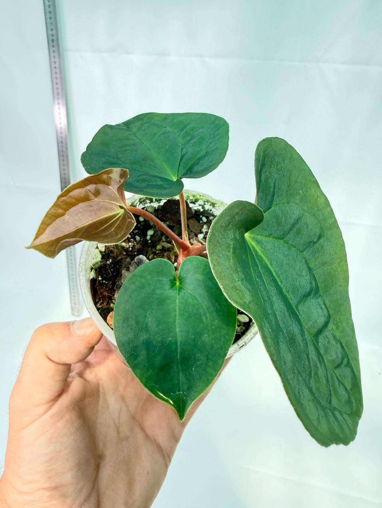 Anthurium Black Magic 3