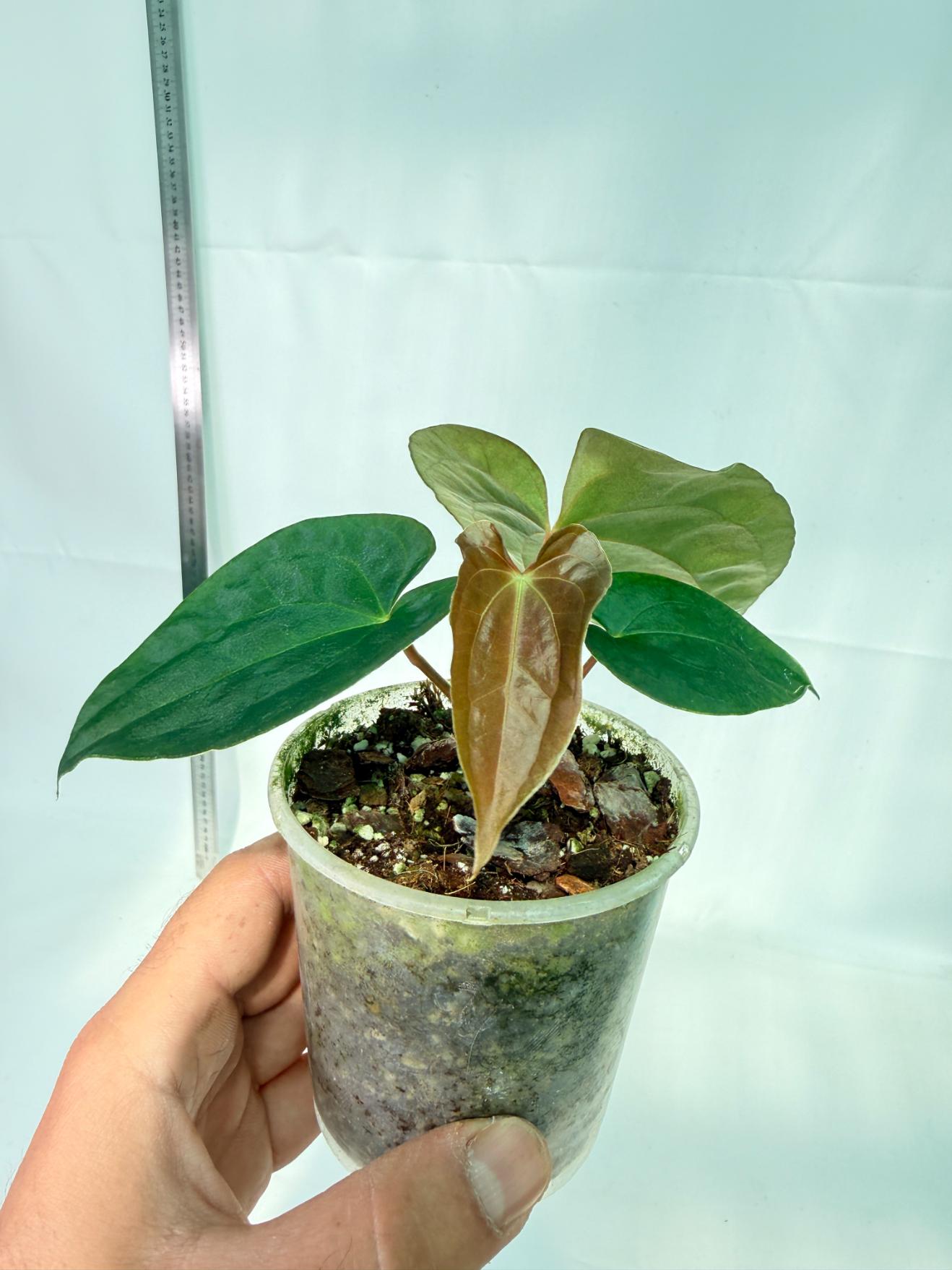 Anthurium Black Magic 9