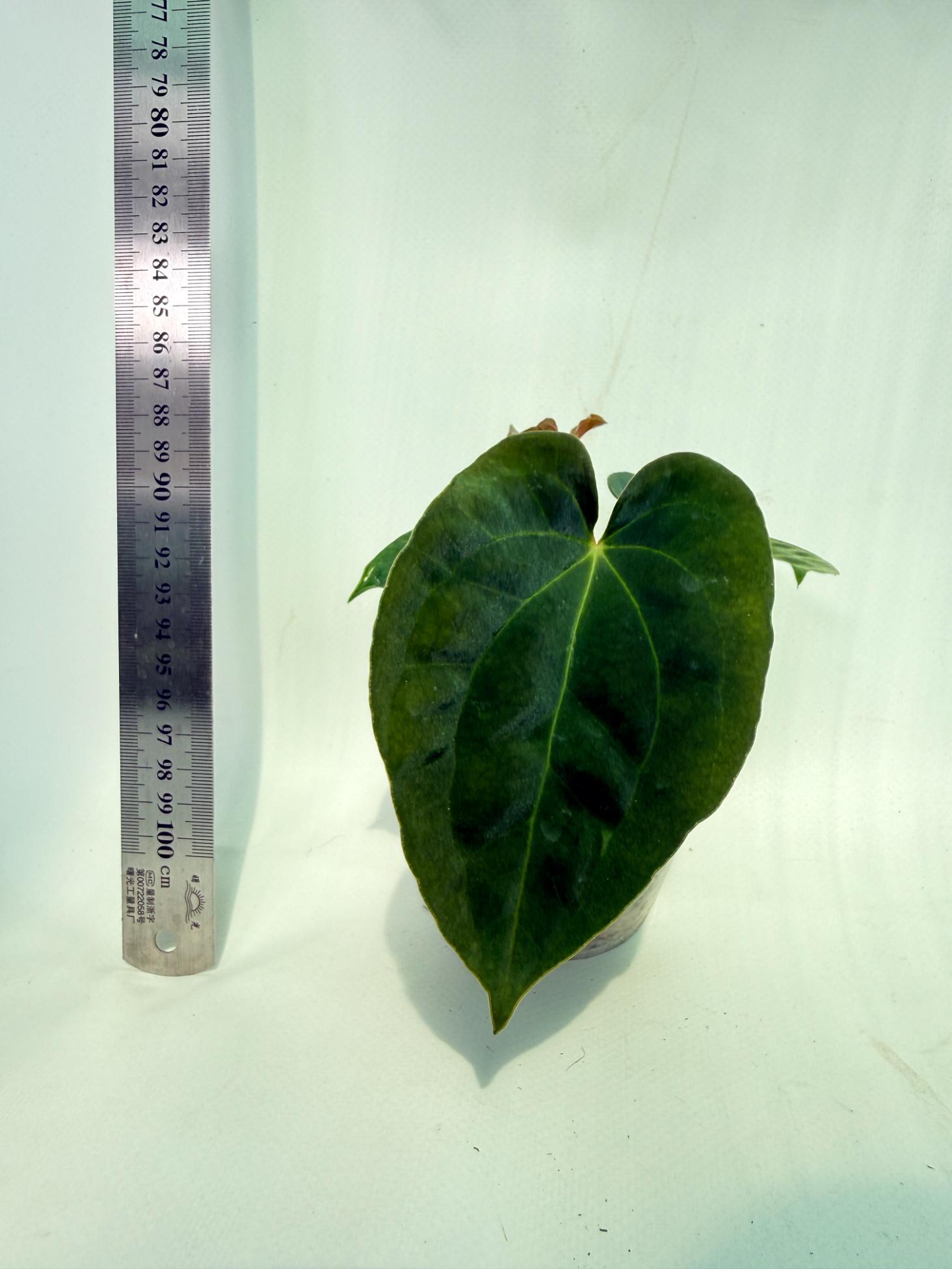 Anthurium Black Magic 5