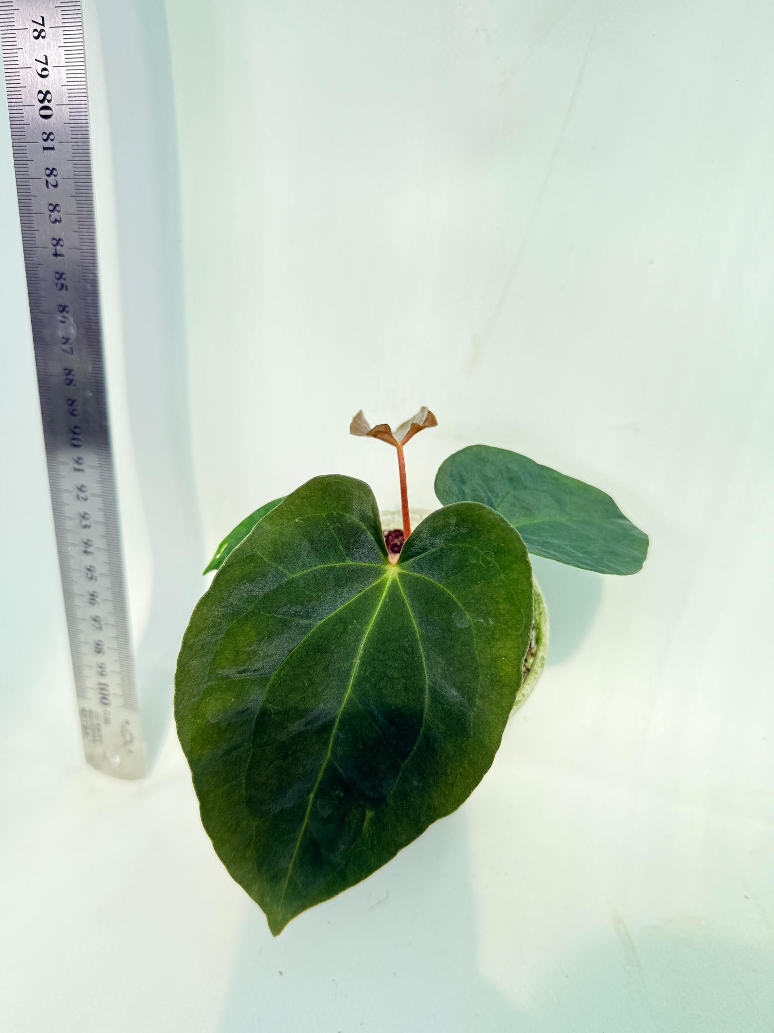 Anthurium Black Magic 6