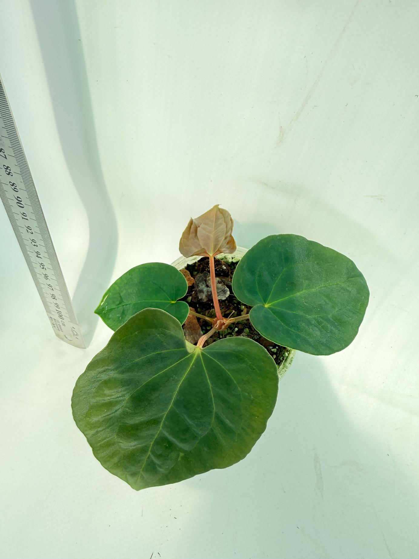 Anthurium Black Magic 7