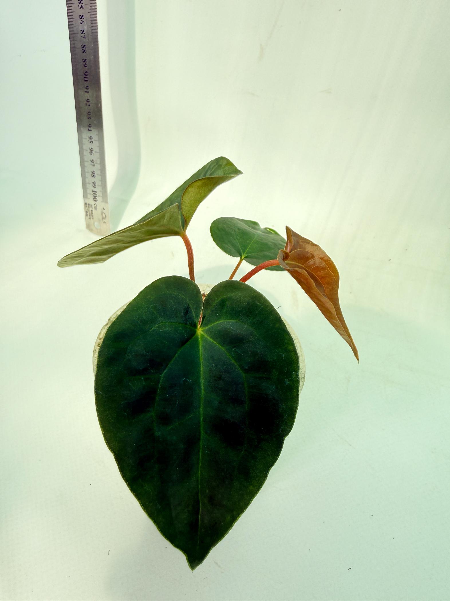 Anthurium Black Magic 1