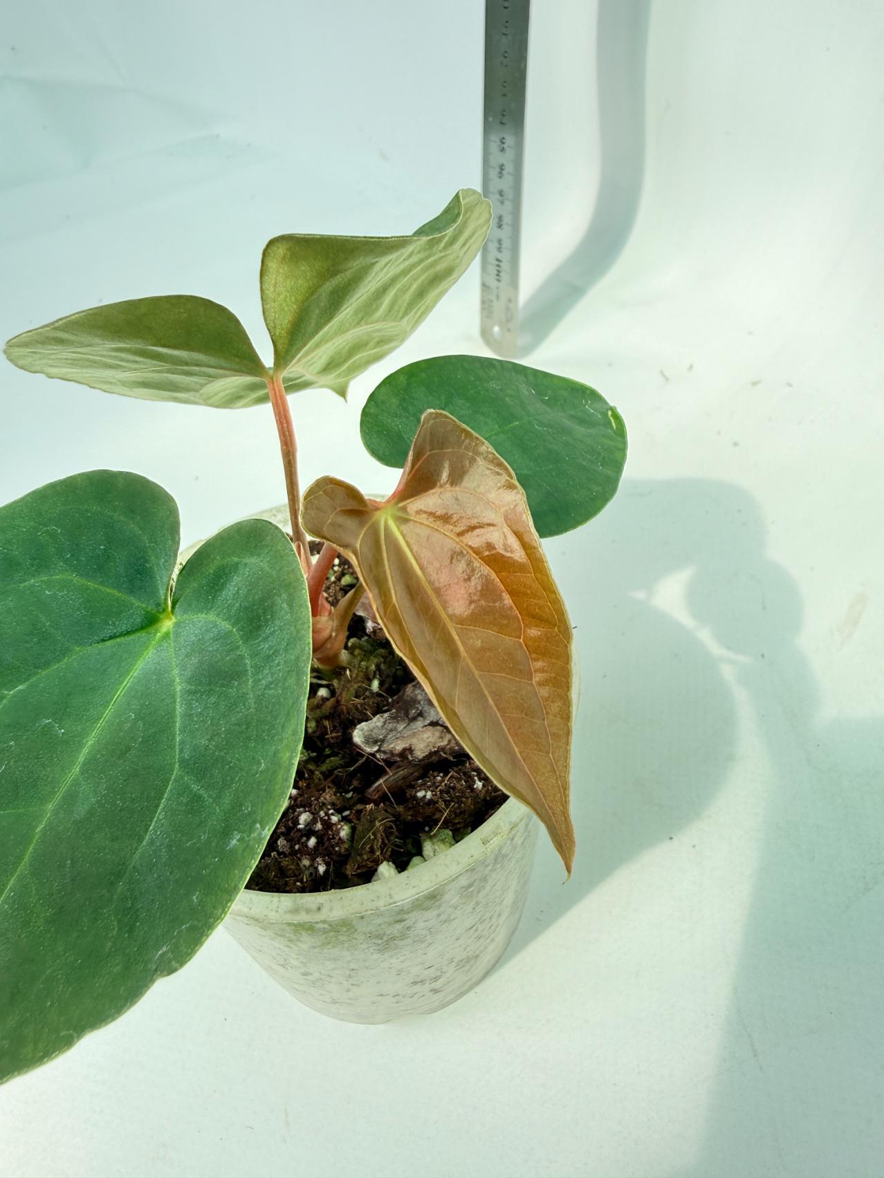 Anthurium Black Magic 8