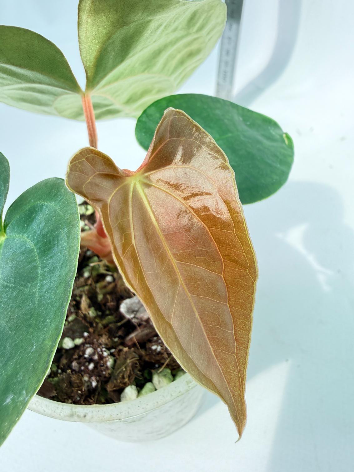 Anthurium Black Magic 4