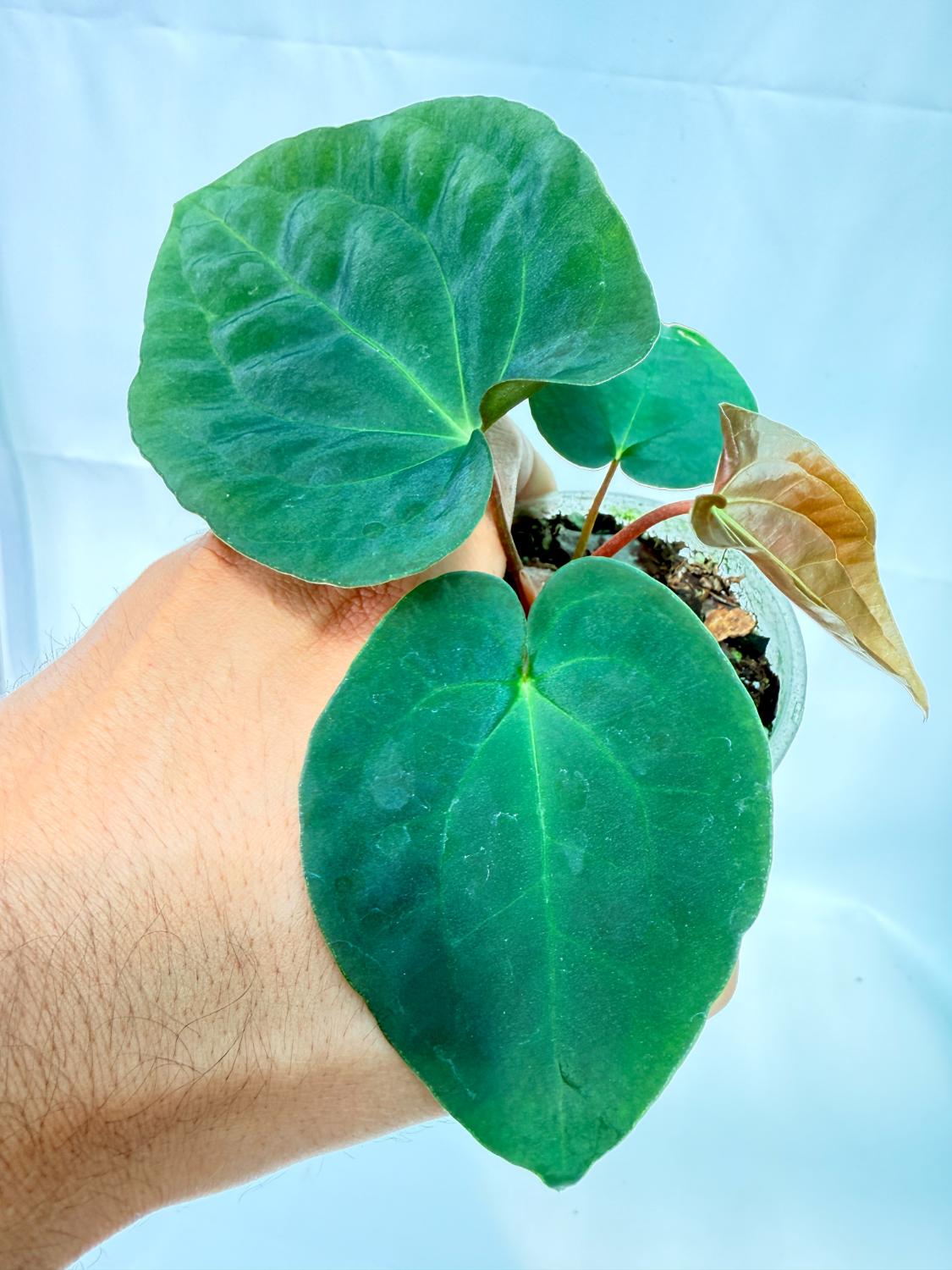 Anthurium Black Magic 2