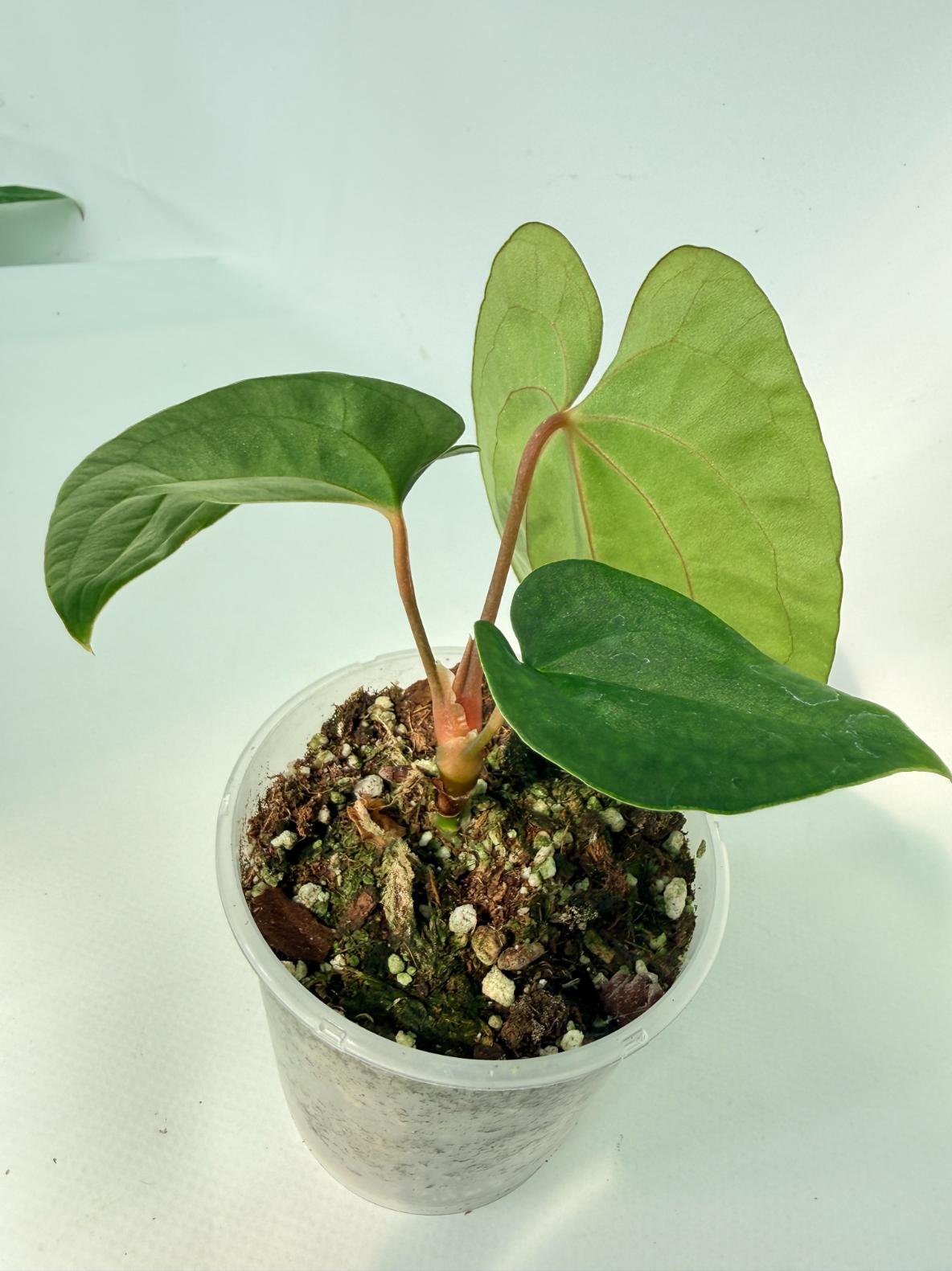 Anthurium Black Magic 01