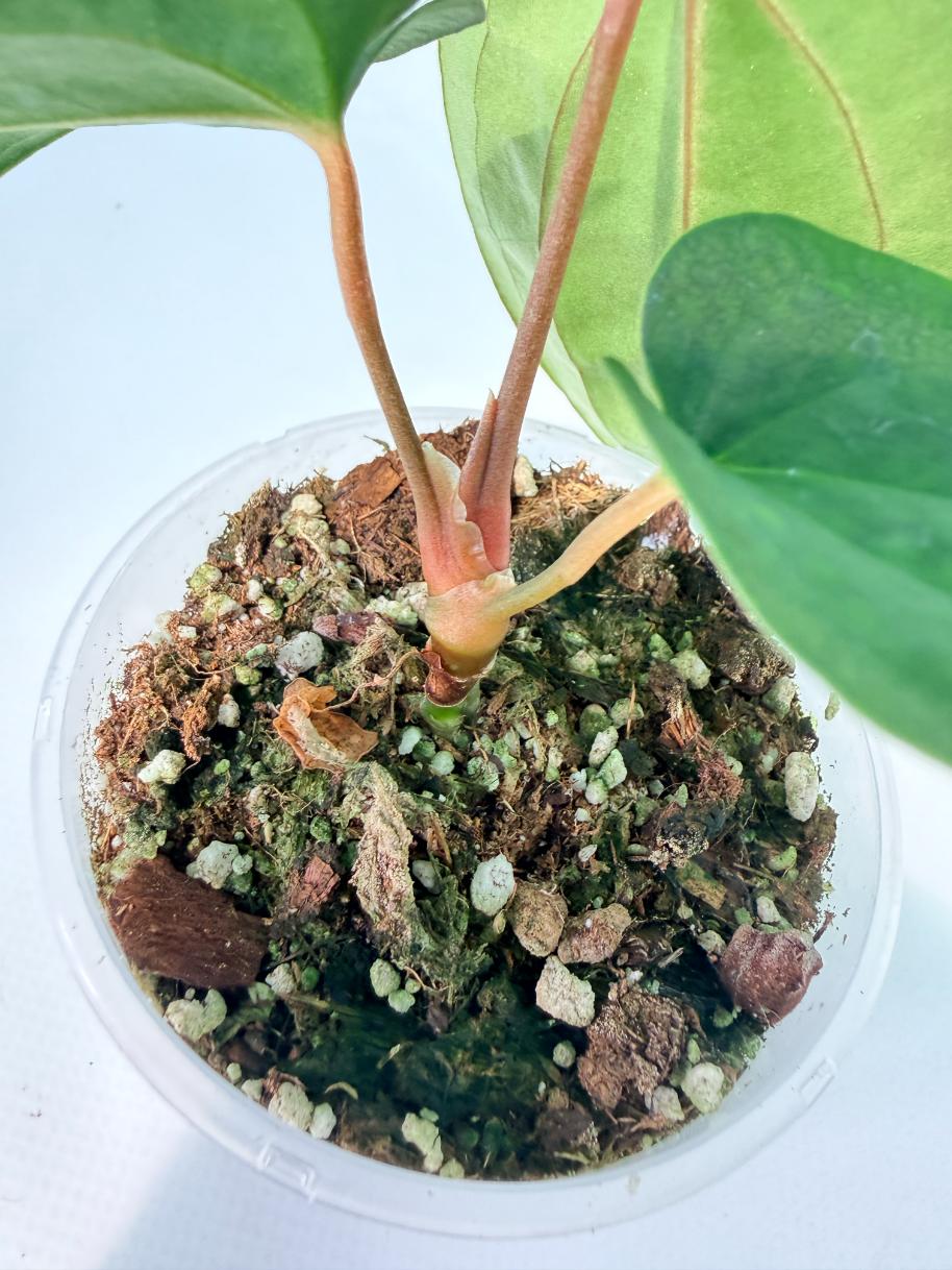 Anthurium Black Magic 08