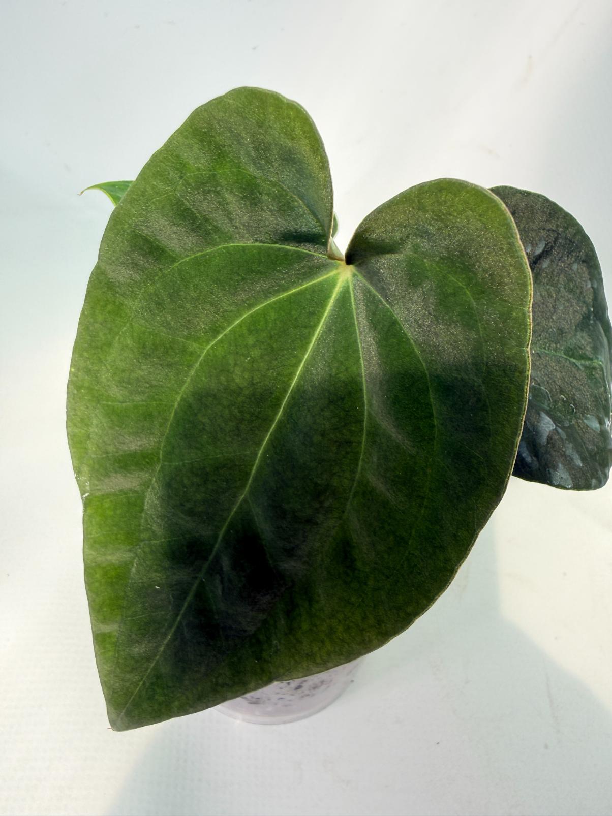 Anthurium Black Magic 03