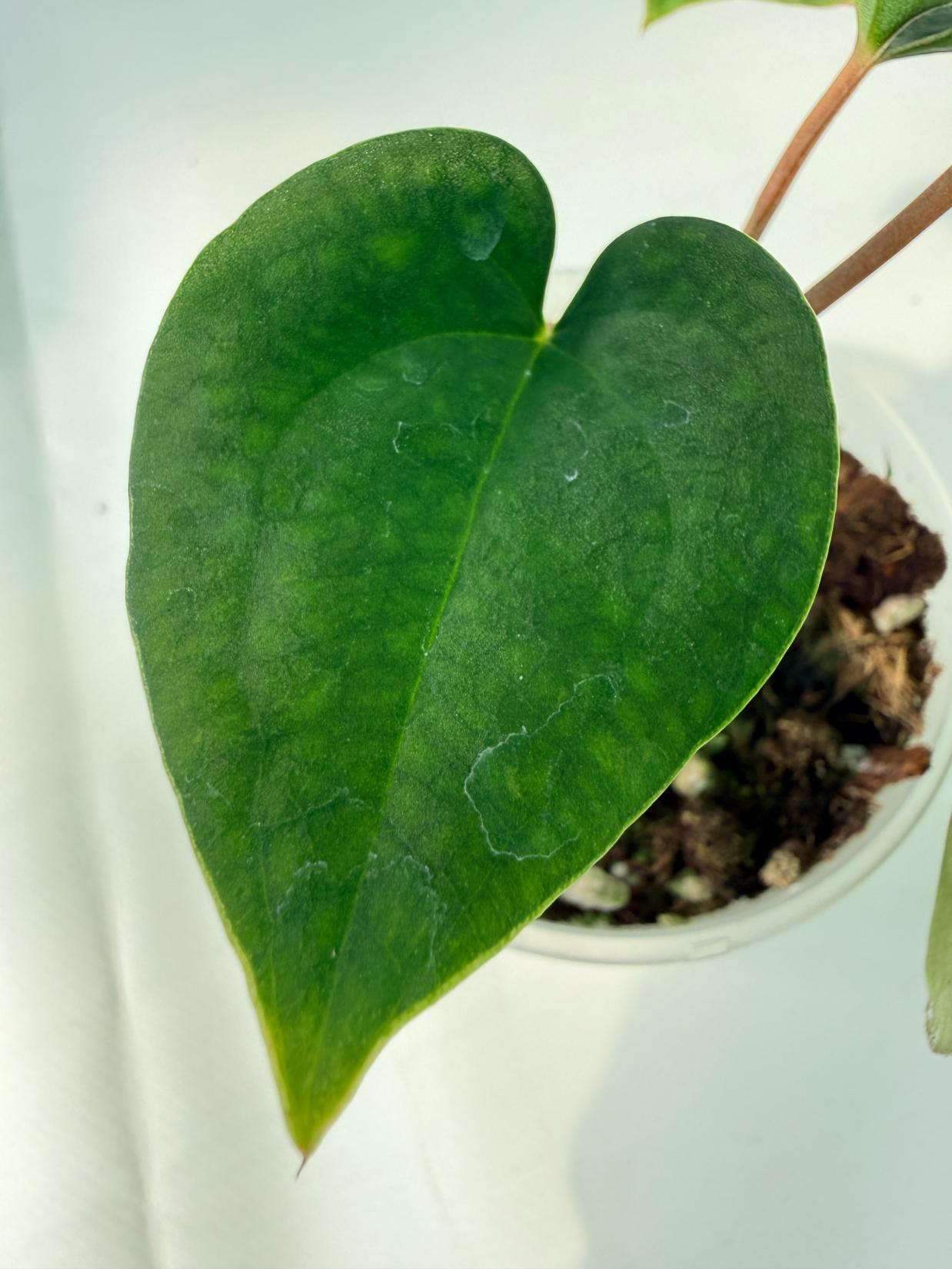 Anthurium Black Magic 04