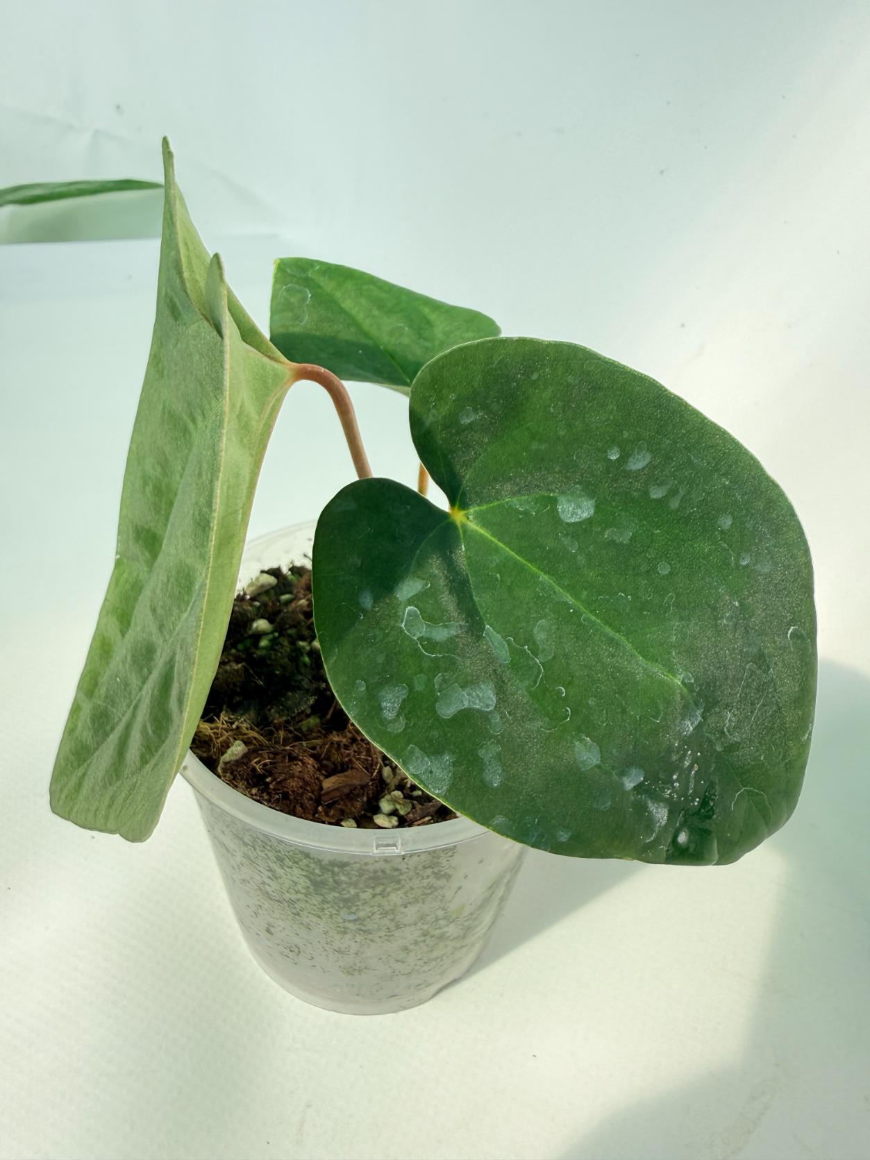 Anthurium Black Magic 06