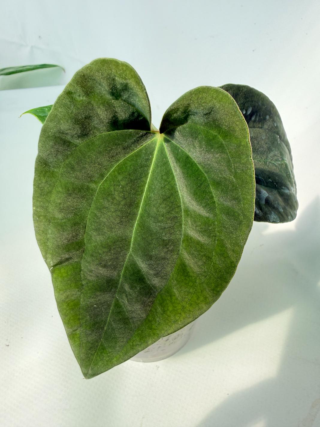 Anthurium Black Magic 07