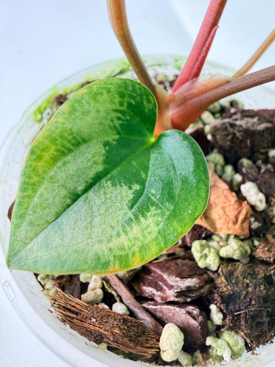 Anthurium Black Magic 07