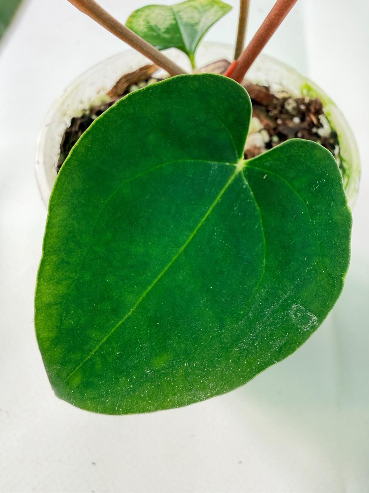 Anthurium Black Magic 08