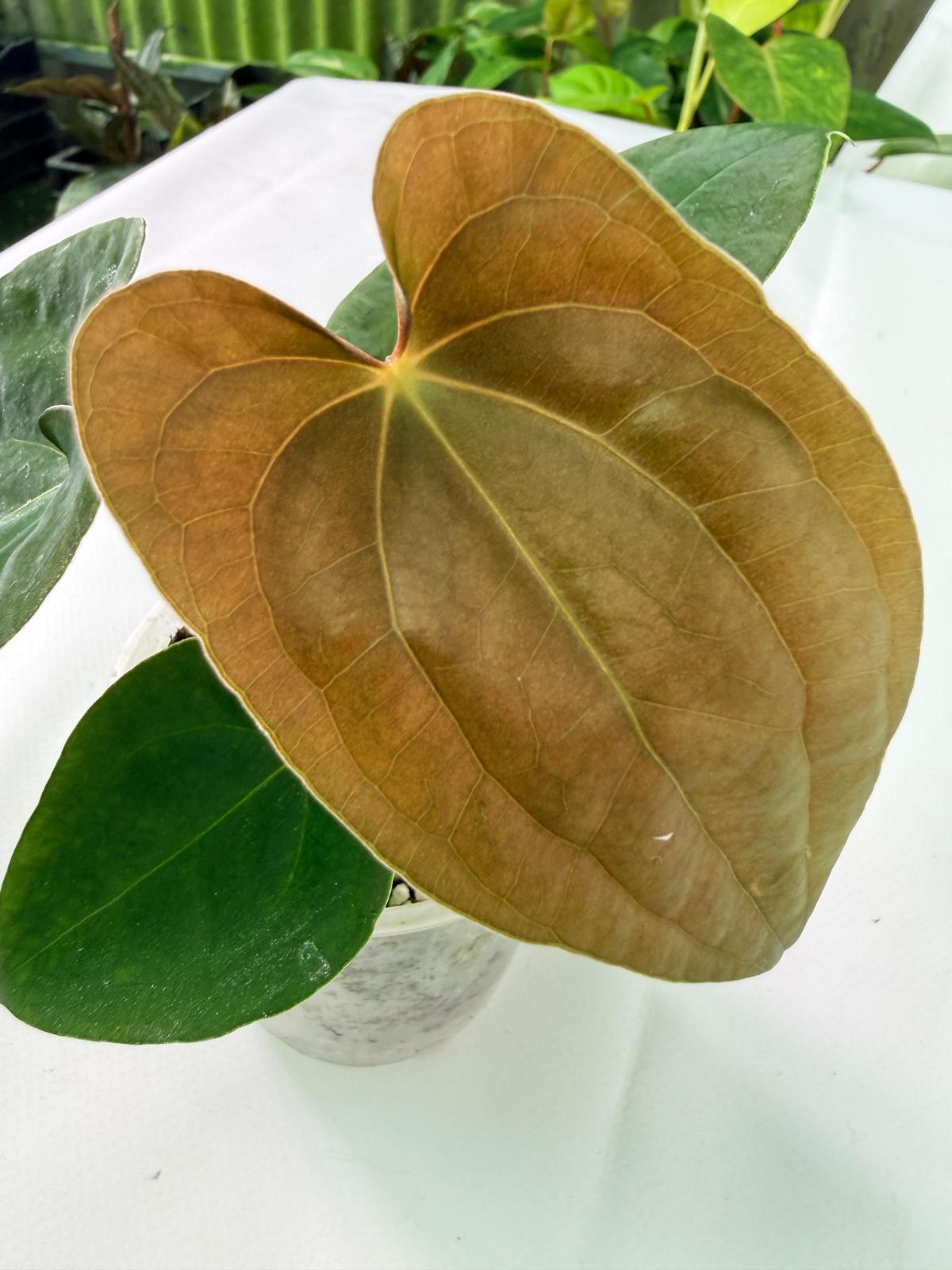 Anthurium Black Magic 01