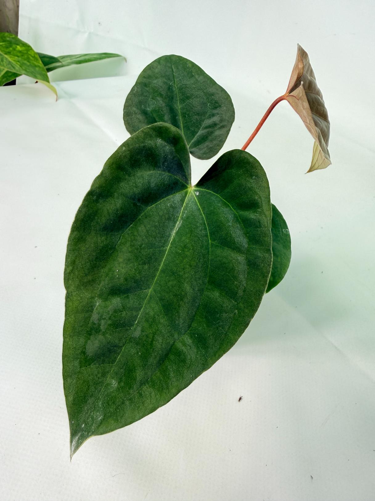 Anthurium Black Magic 09