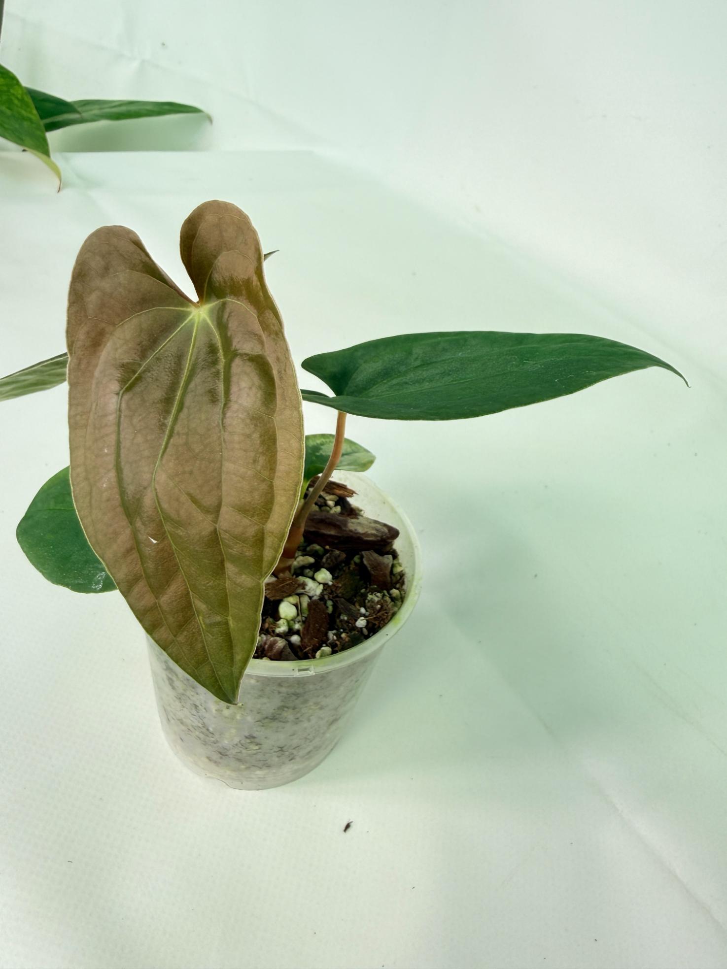 Anthurium Black Magic 03