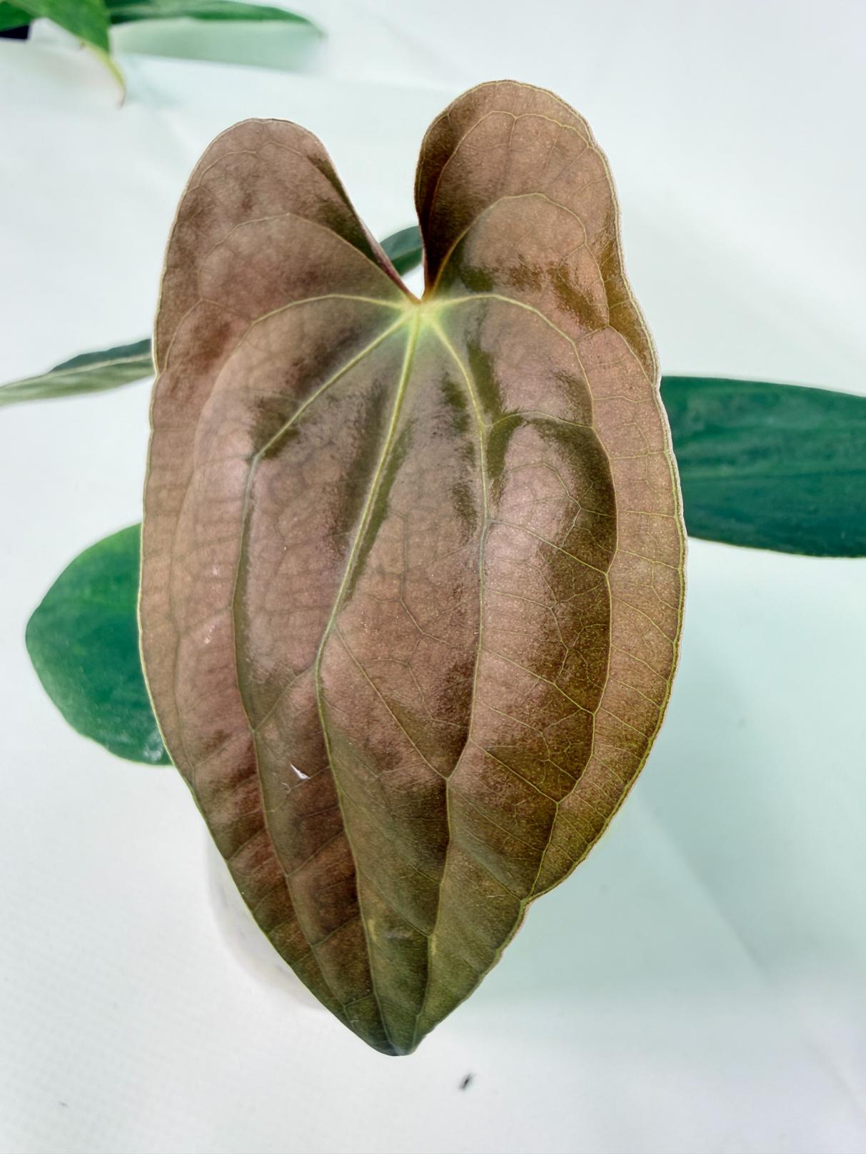 Anthurium Black Magic 04
