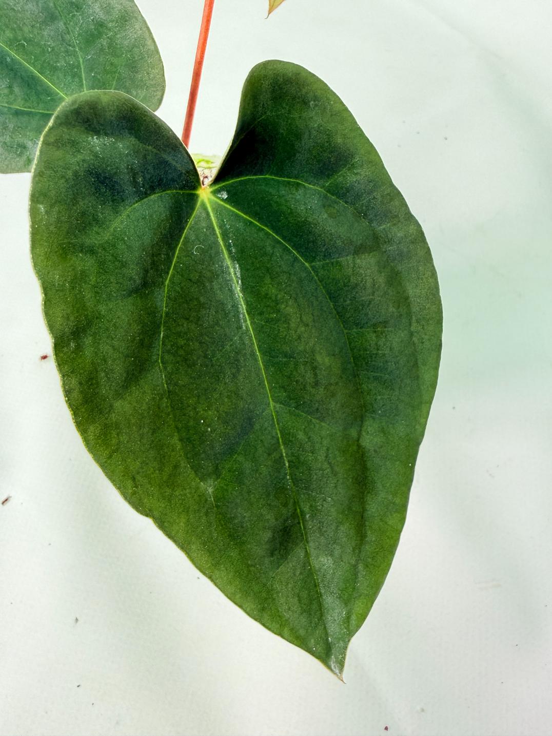 Anthurium Black Magic 05
