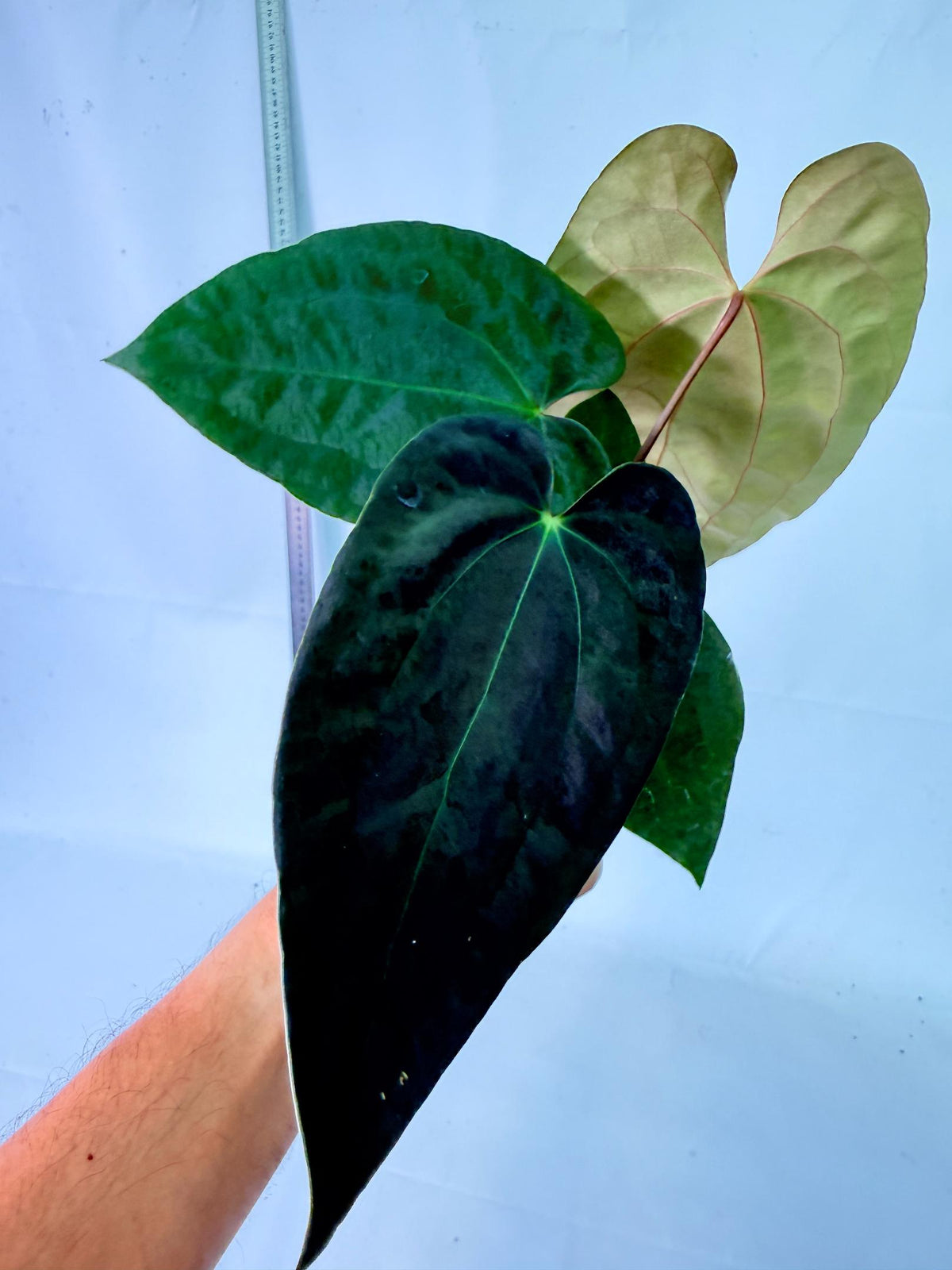 Anthurium Black Magic 1
