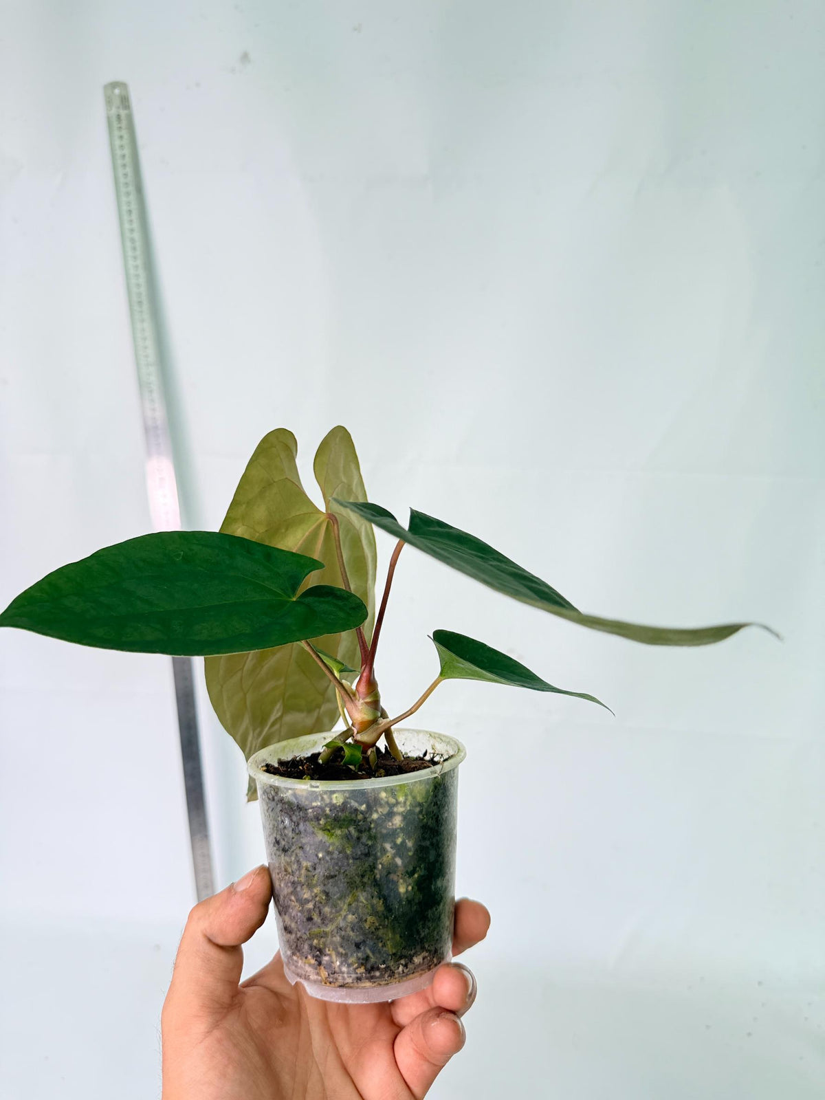 Anthurium Black Magic 9