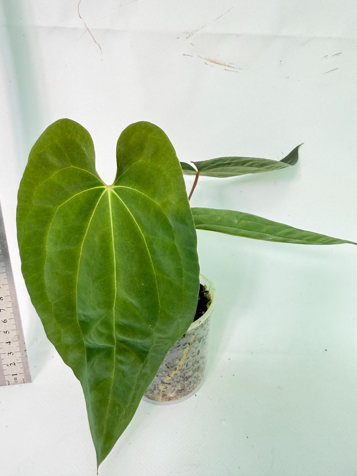 Anthurium Black Magic 4
